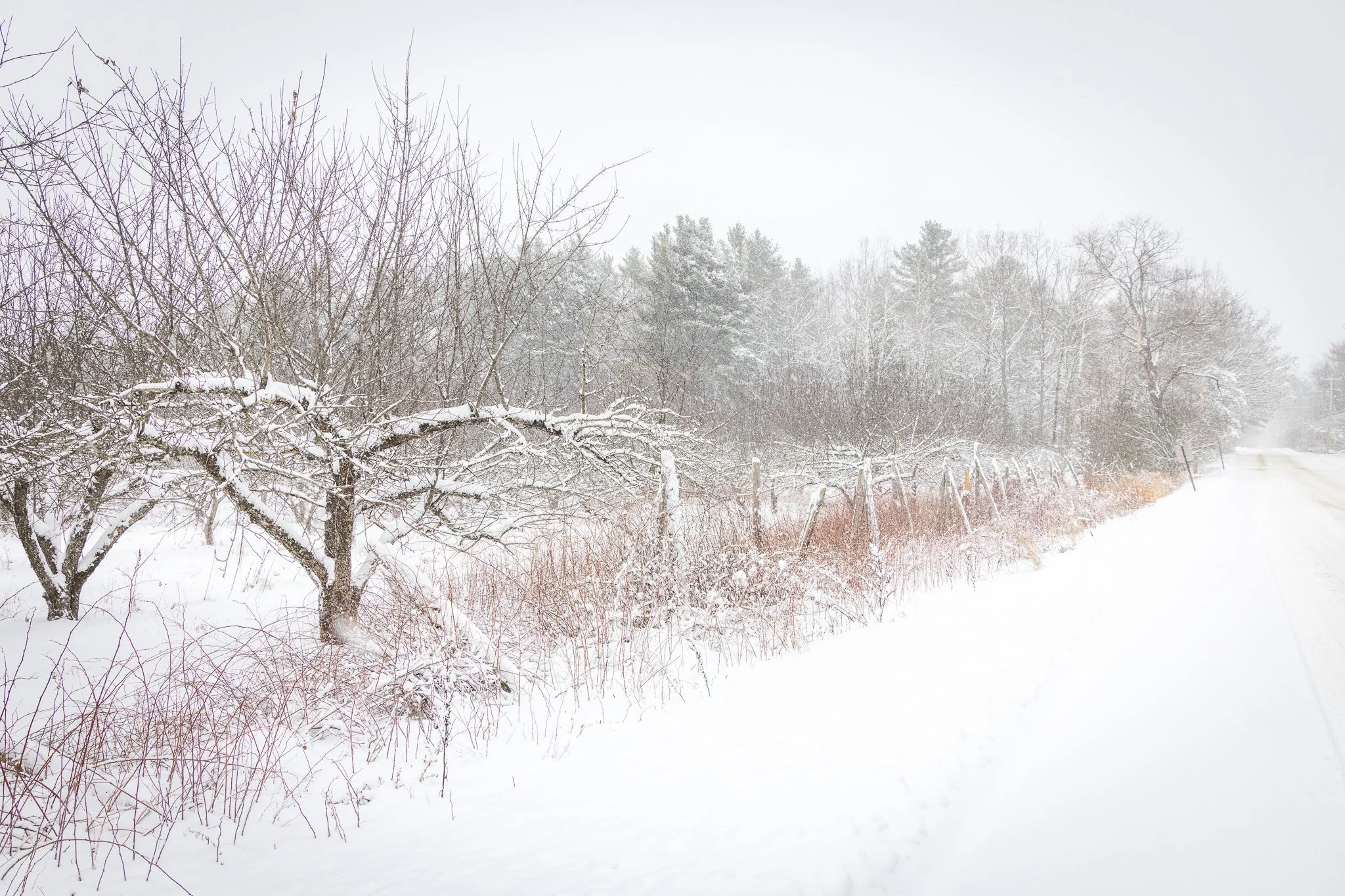 Apple Trees

Something about the snow that just changes things.  A scraggly old apple tree gets a touch of character with a dusting of snow in a whitewashed orchard.