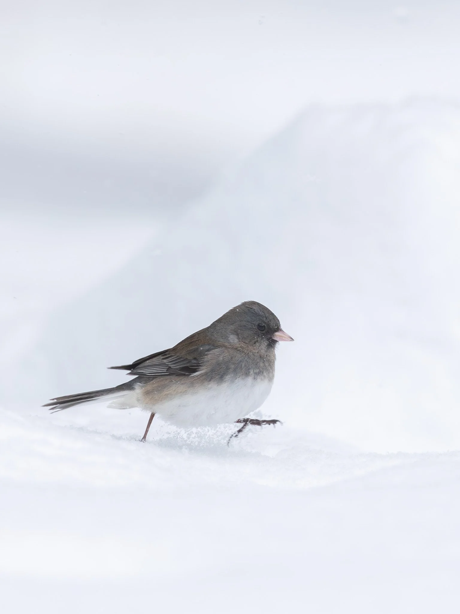 Join me this Saturday for
FEATHERS &amp; FEEDERS
Backyard Bird Photography for Beginners
📍 Fields Pond Audubon Center
🗓️ January 10 | 10&ndash;11am

Winter is a wonderful time to photograph birds - and Fields Pond is full of familiar favorites. We&