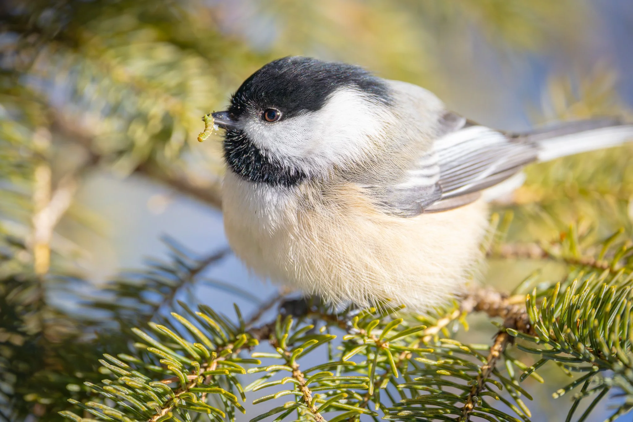 Fields Pond Feathers &amp; Feeders

Congratulations to the Feathers &amp; Feeders participants today at @maineaudubon 's Field Pond Audubon Center event!  It was in the negative degrees, but the birds were busy!  This chubby little chickadee even fou