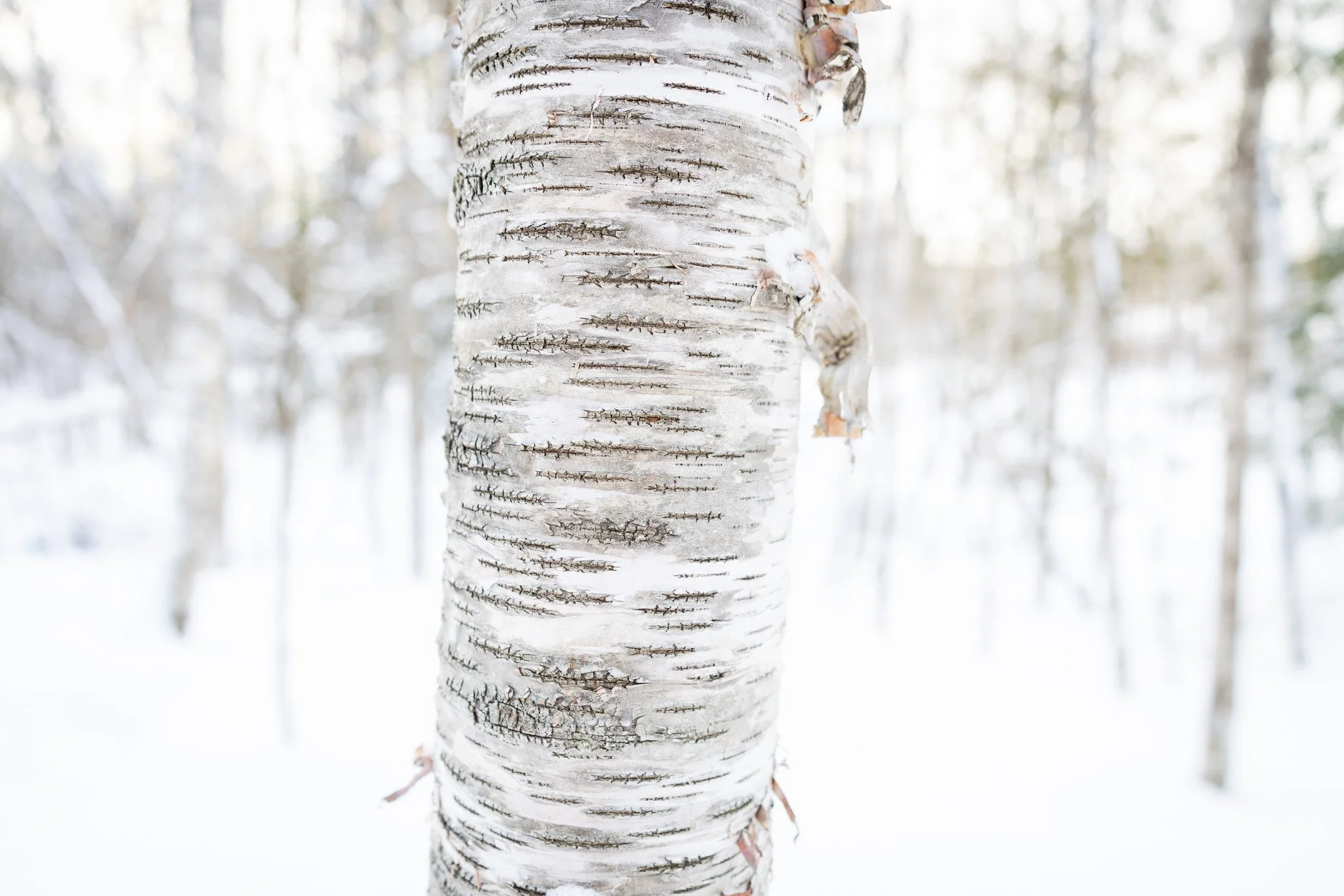 PHOTOGRAPHIC REFLECTIONS
At Fields Pond Audubon Center

So fun tromping through the snow with the folks attending my Fields Pond Photo Reflections event - it's always an interesting group and always interesting experimenting with compositions. 

The 