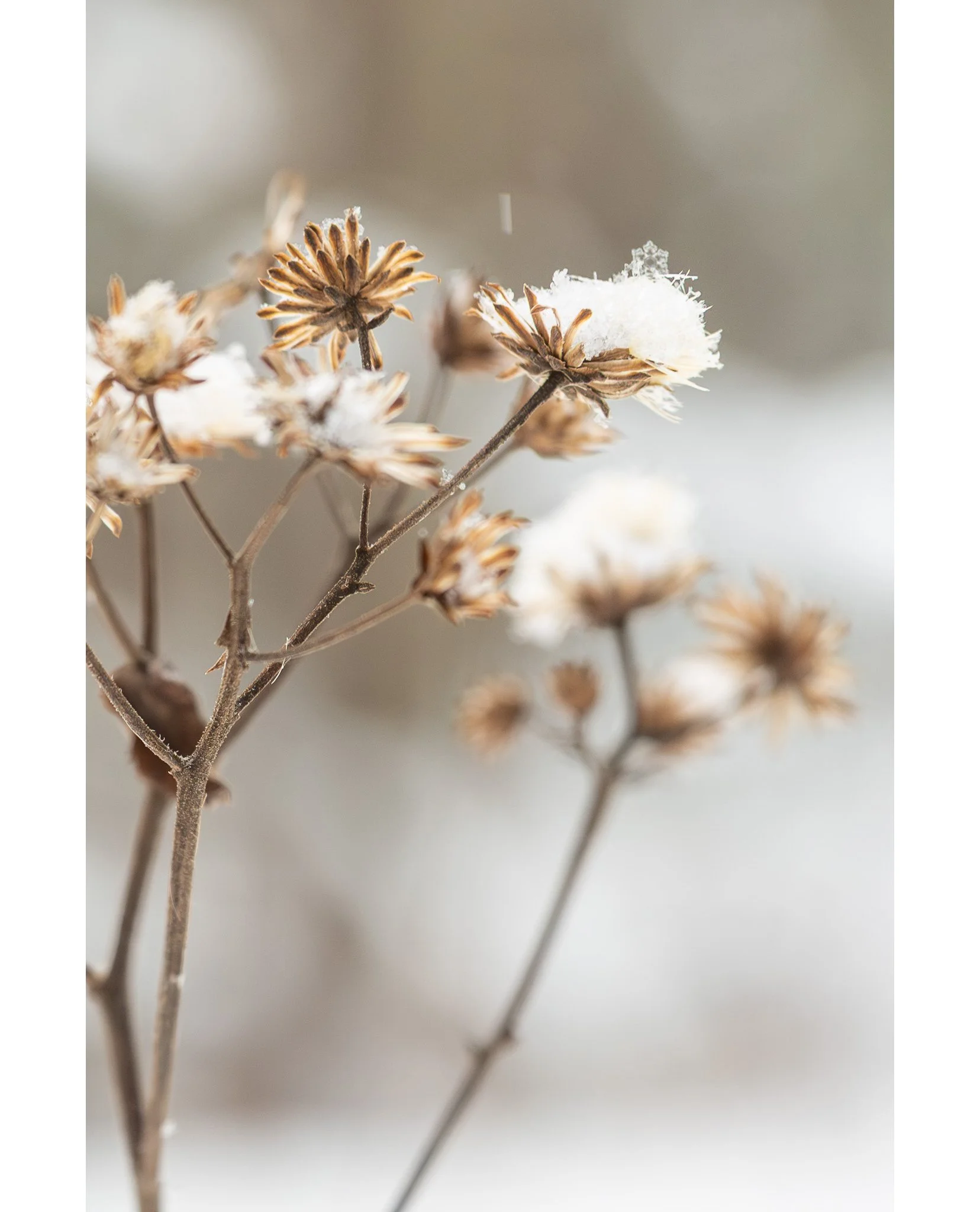 PERFECT

I have a thing for these dead plants in the snow and as I was reviewing my photos from the last snow storm I found that I'd captured a perfect little snowflake!

Canon R5 M2 with the RF28-70 f/2