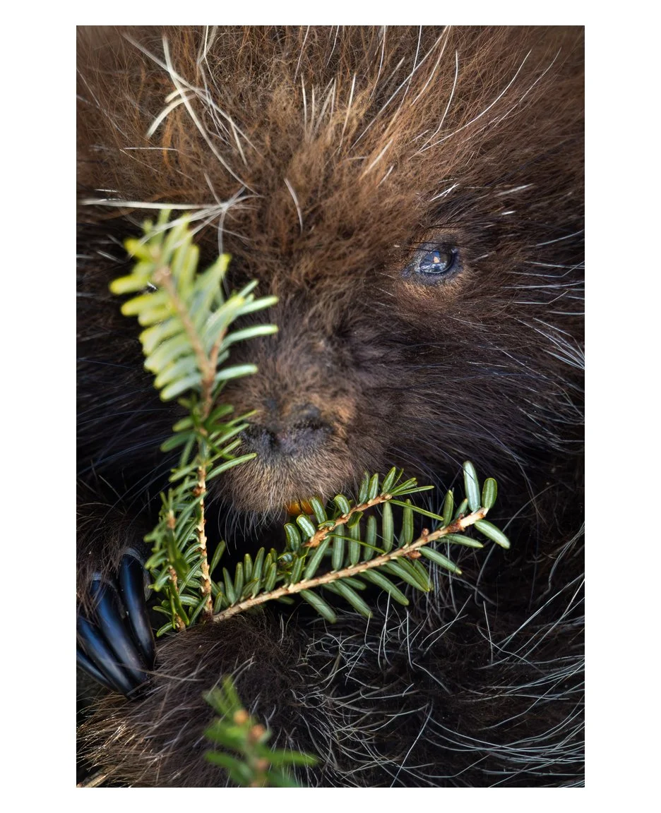Meet Lady Quillabeth No'ell, resident porcupine at Fields Pond Audubon Center and official mascot of Mental Health America (@mentalhealthamerica ) (just kidding, not the mascot of Mental Health America, but she should be because she maintains very he