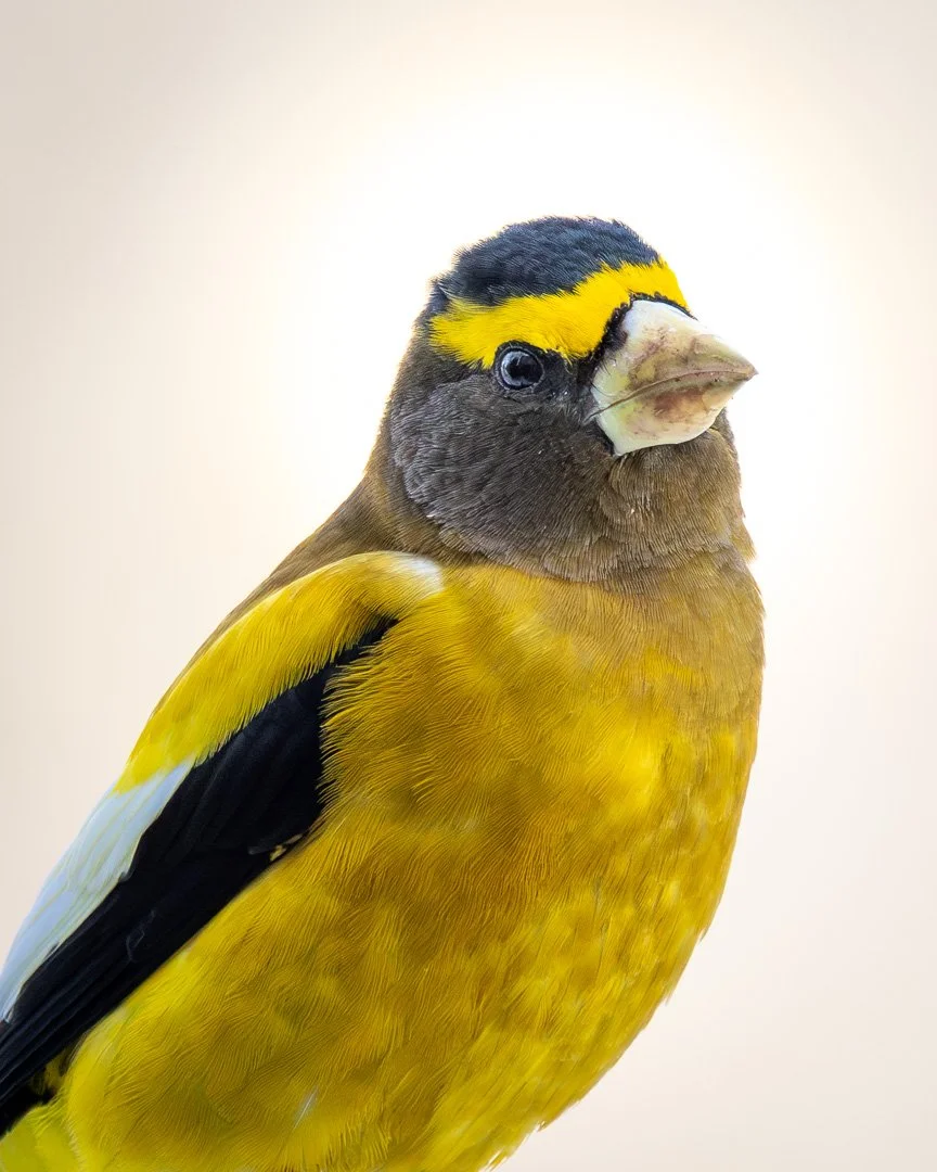 PORTRAIT OF A GROSBEAK

Its so fun when everything outside is whites and grays with the occasional evergreen and then in comes some colour with a little flock of evening grosbeaks!  Just love these guys!

This was taken at Fields Pond Audubon Center 