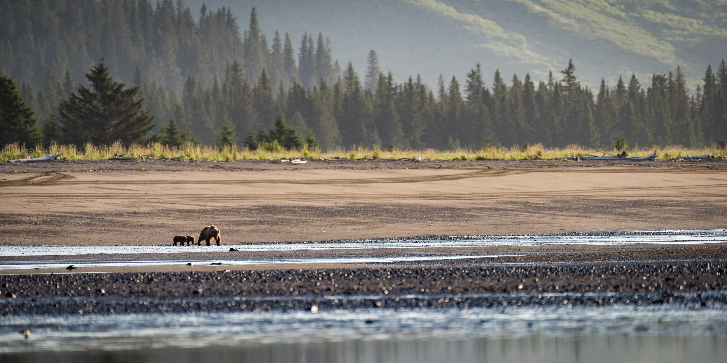 Lake_Clark_Coastal_Brown_Bear_Mom_Cubs_Environmental.jpg