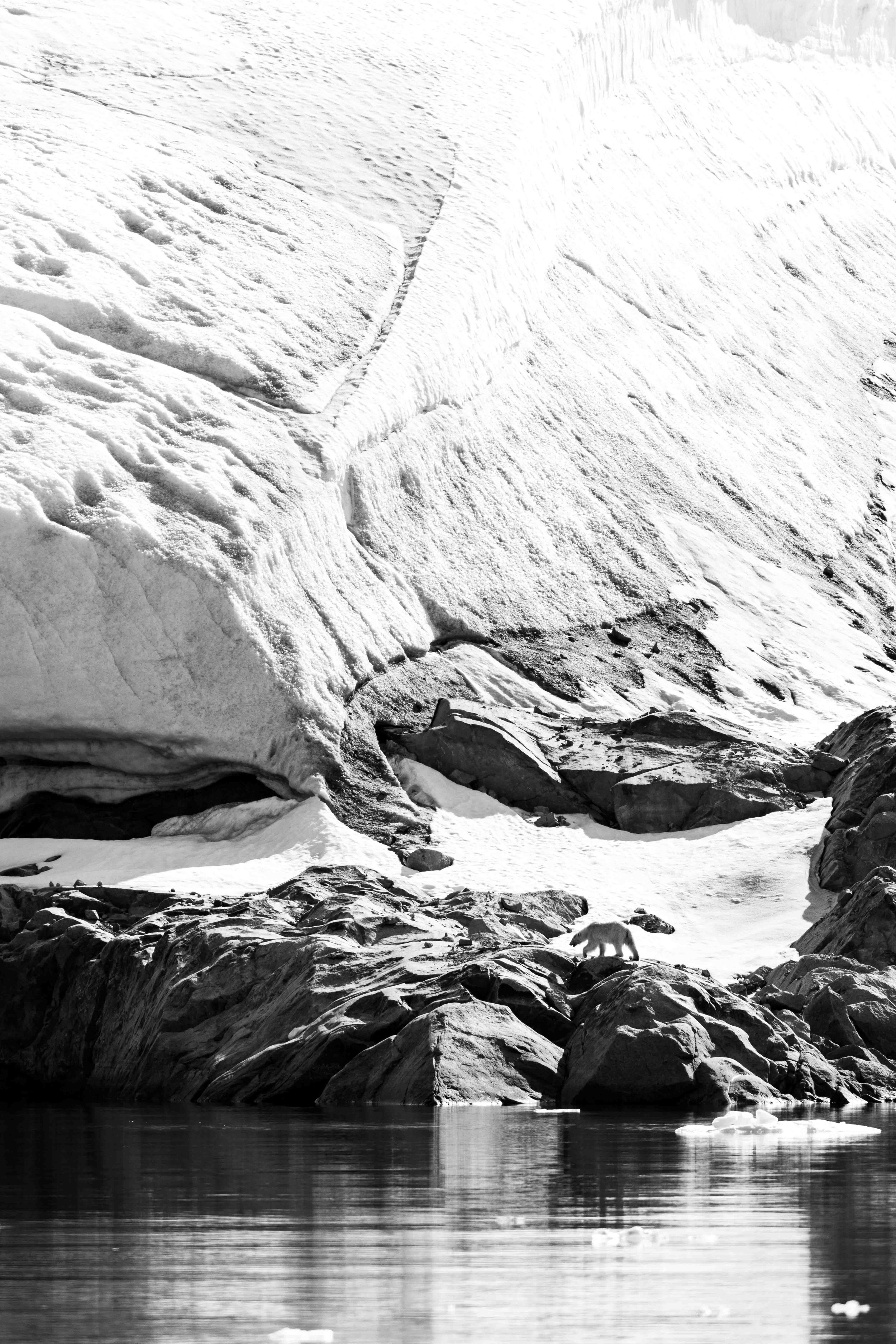 Polar_Bear_Crossing_Boulders_Below_Glacier.jpg