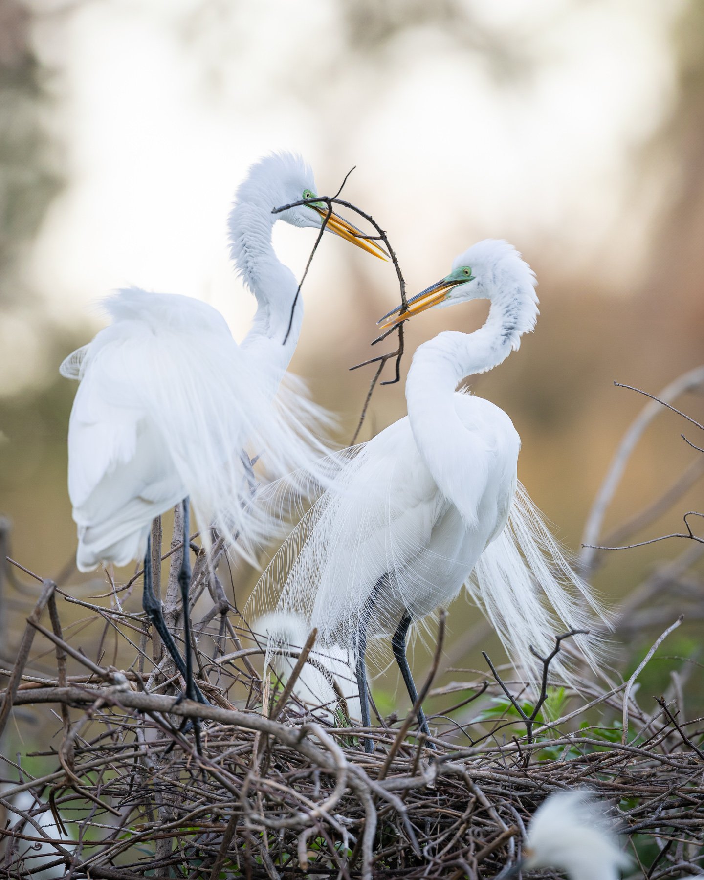 Great_Egrets_Nest_Building.jpg