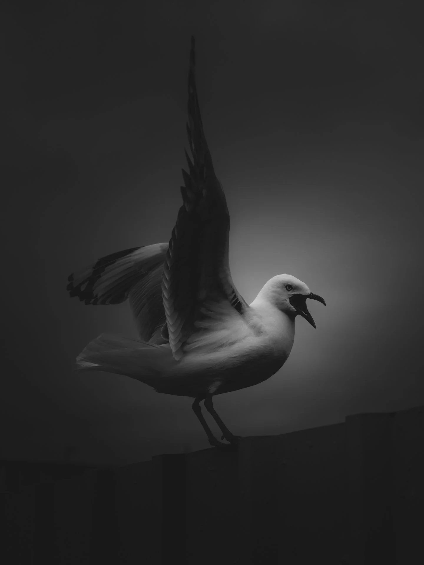 DSCF8385.jpg