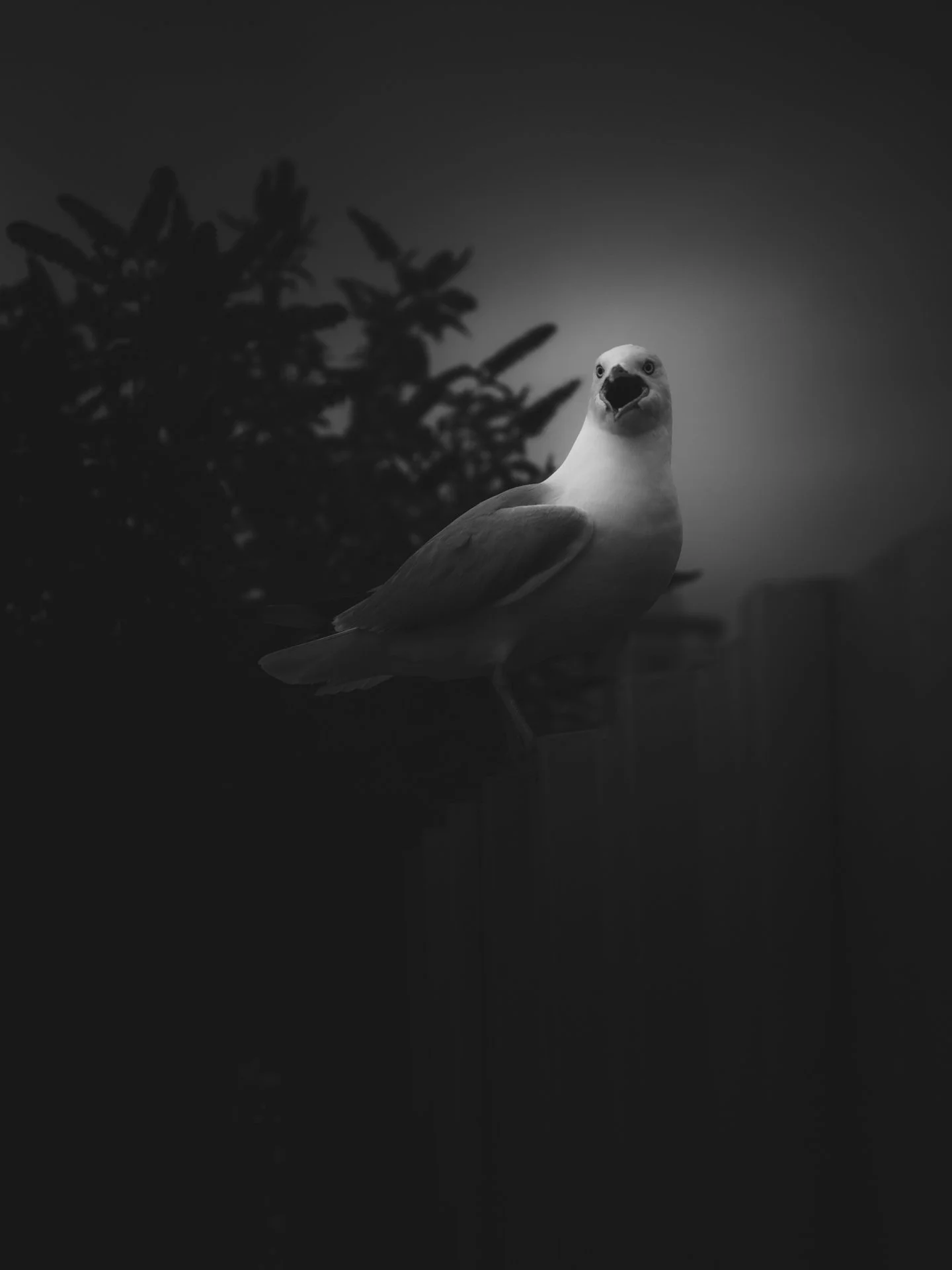 DSCF8399.jpg
