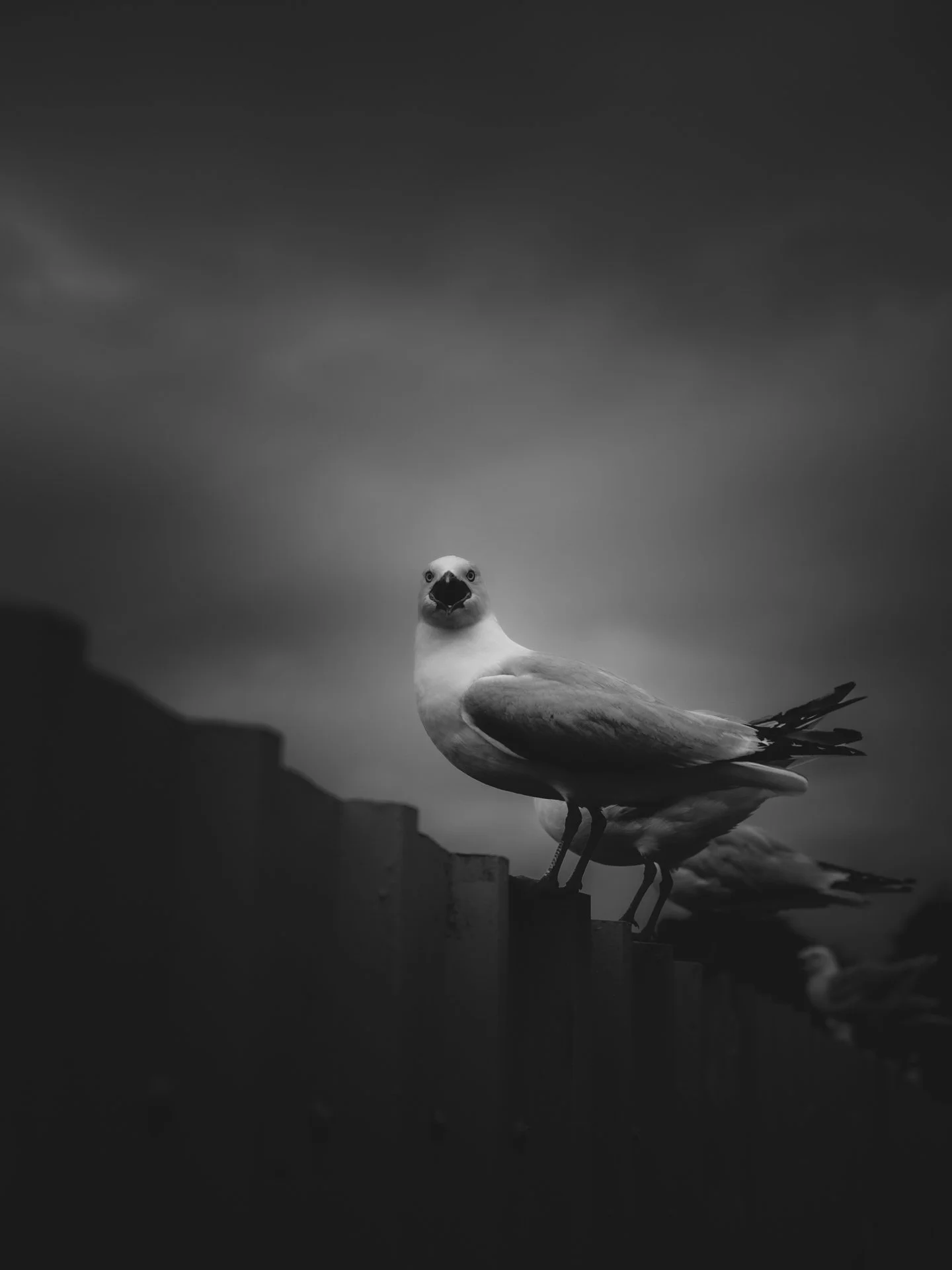 DSCF8390.jpg