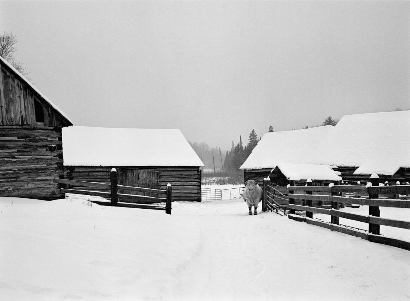 Cow in Winter - Limited Edition Print