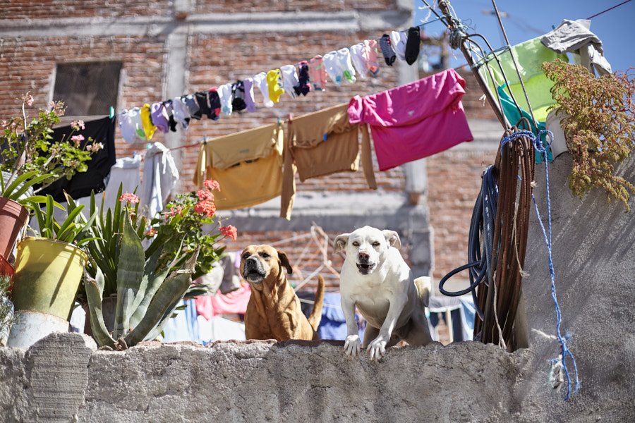 Roof Dogs and Laundry