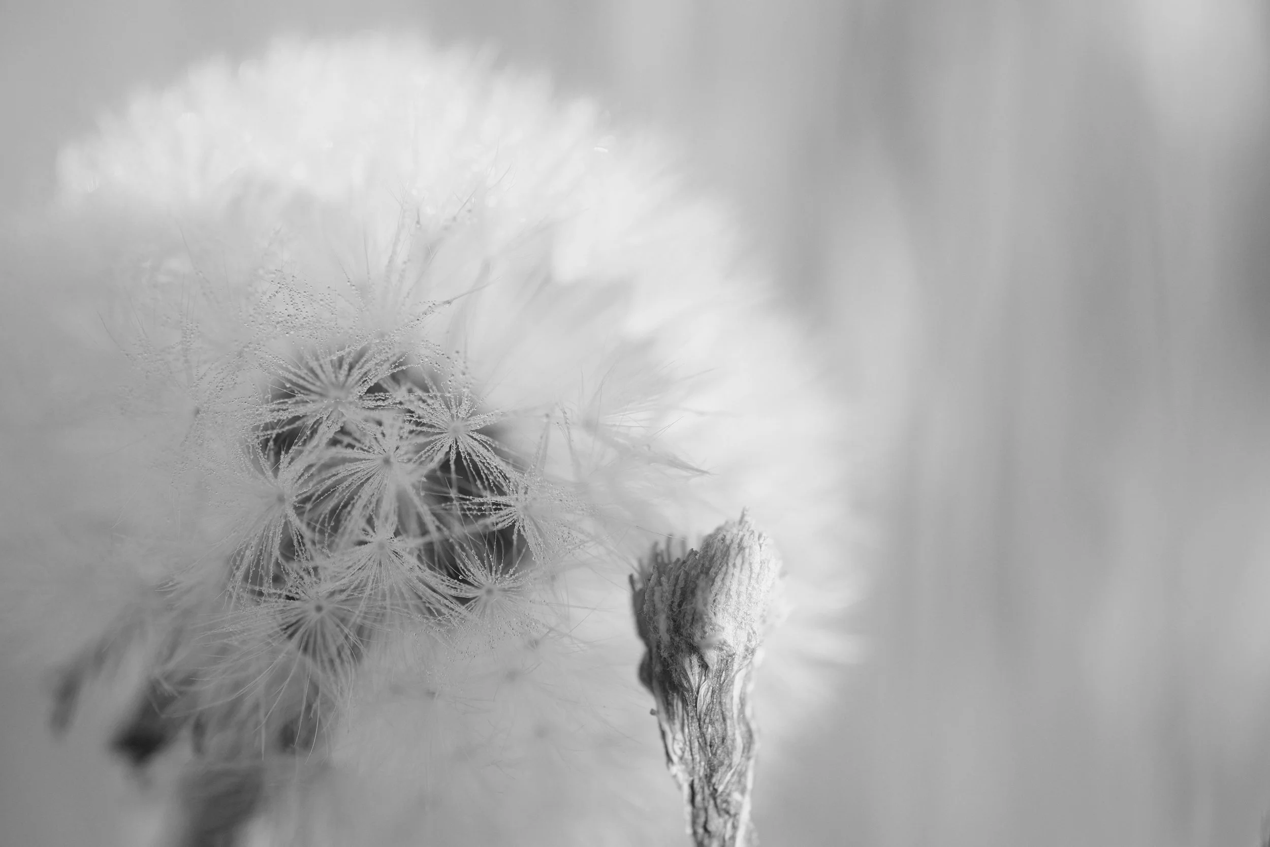 Stop Snipping the Weeds: Why Healing Won't Stick Until You Get to the Root