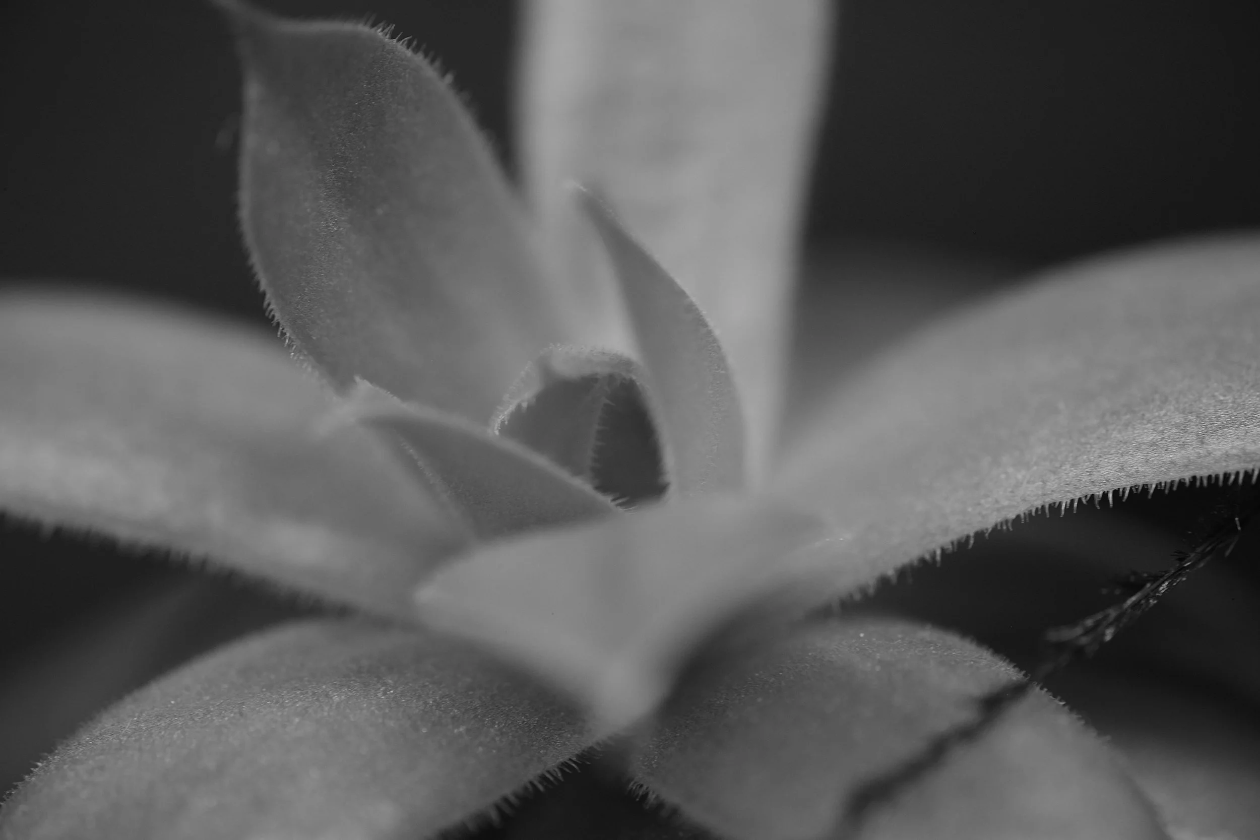 Who Is The Healing Assistant? 