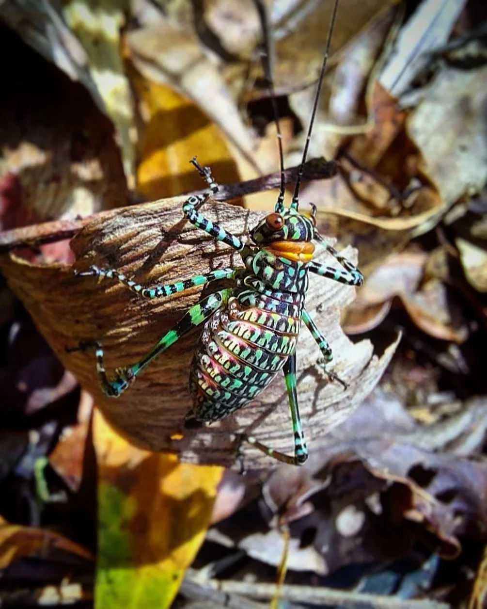 Katydid from the forest. What a pretty little bush cricket 🦗 #katydid #auswildlife #conservation #aussiebugs #goodjinburra #goodjingburra #forestcreatures #wildlifephotographers