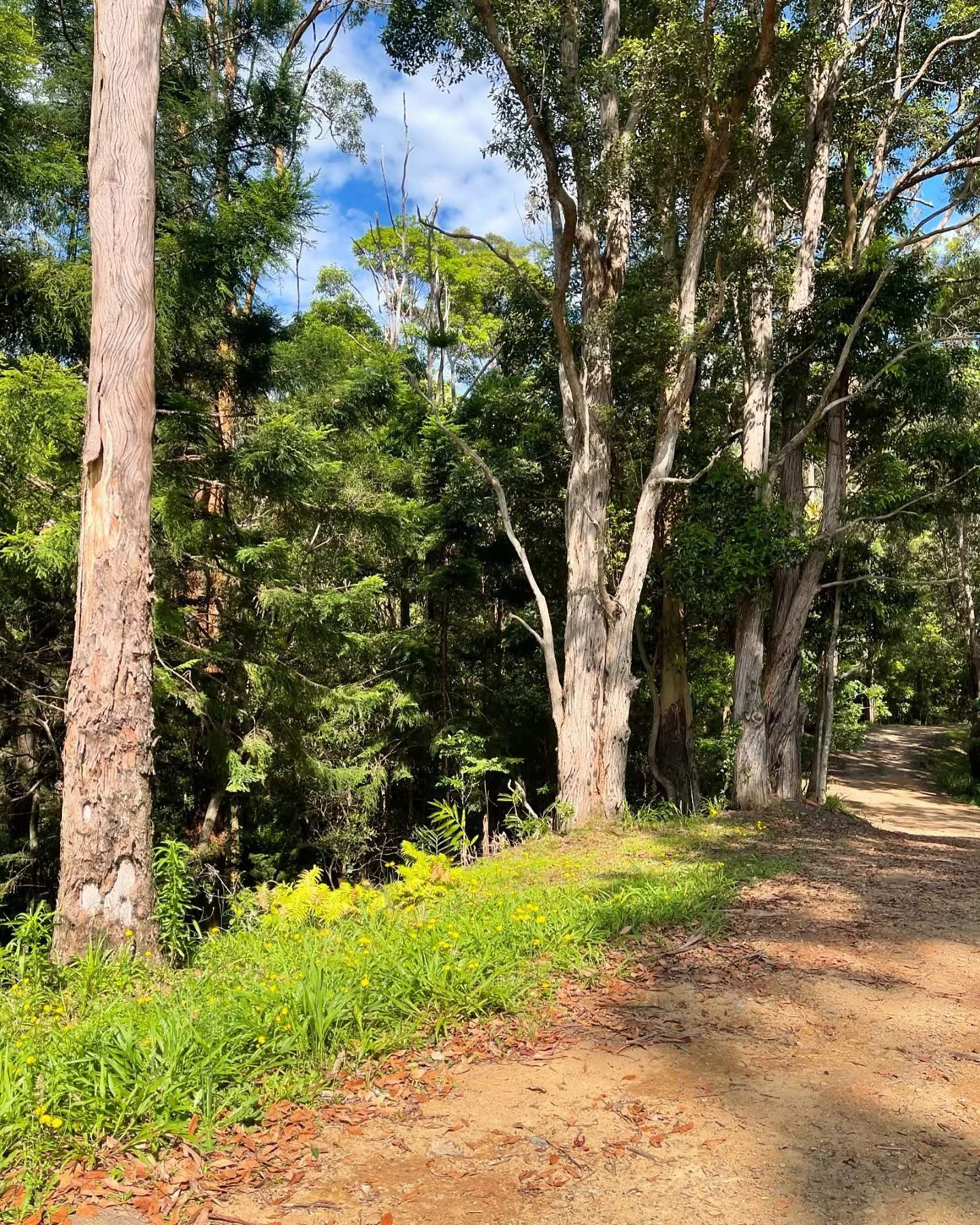Trees in light ☀️

#4wd #rurallife #conservation