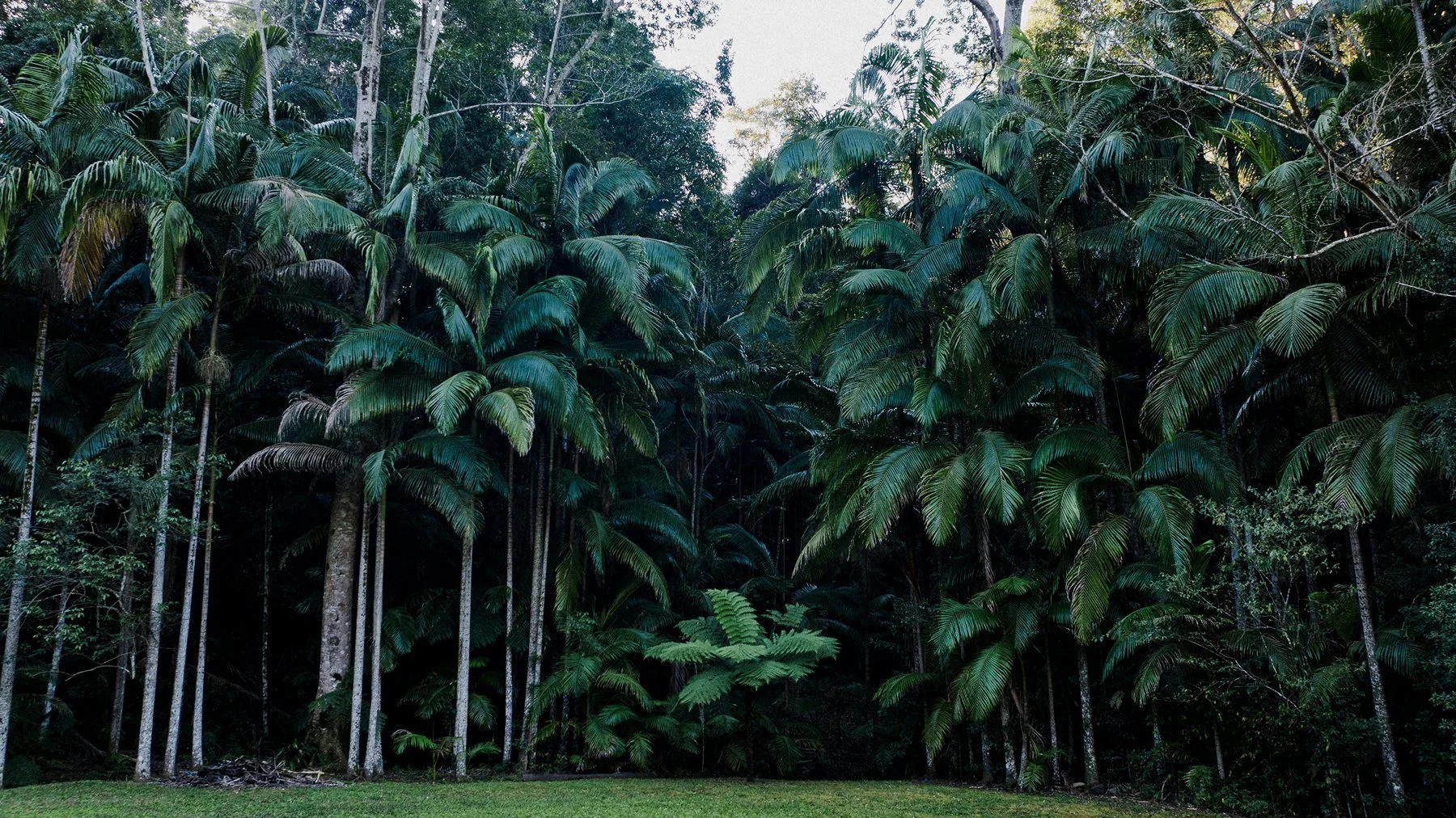 Rainforest_Shoot_Location_NSW