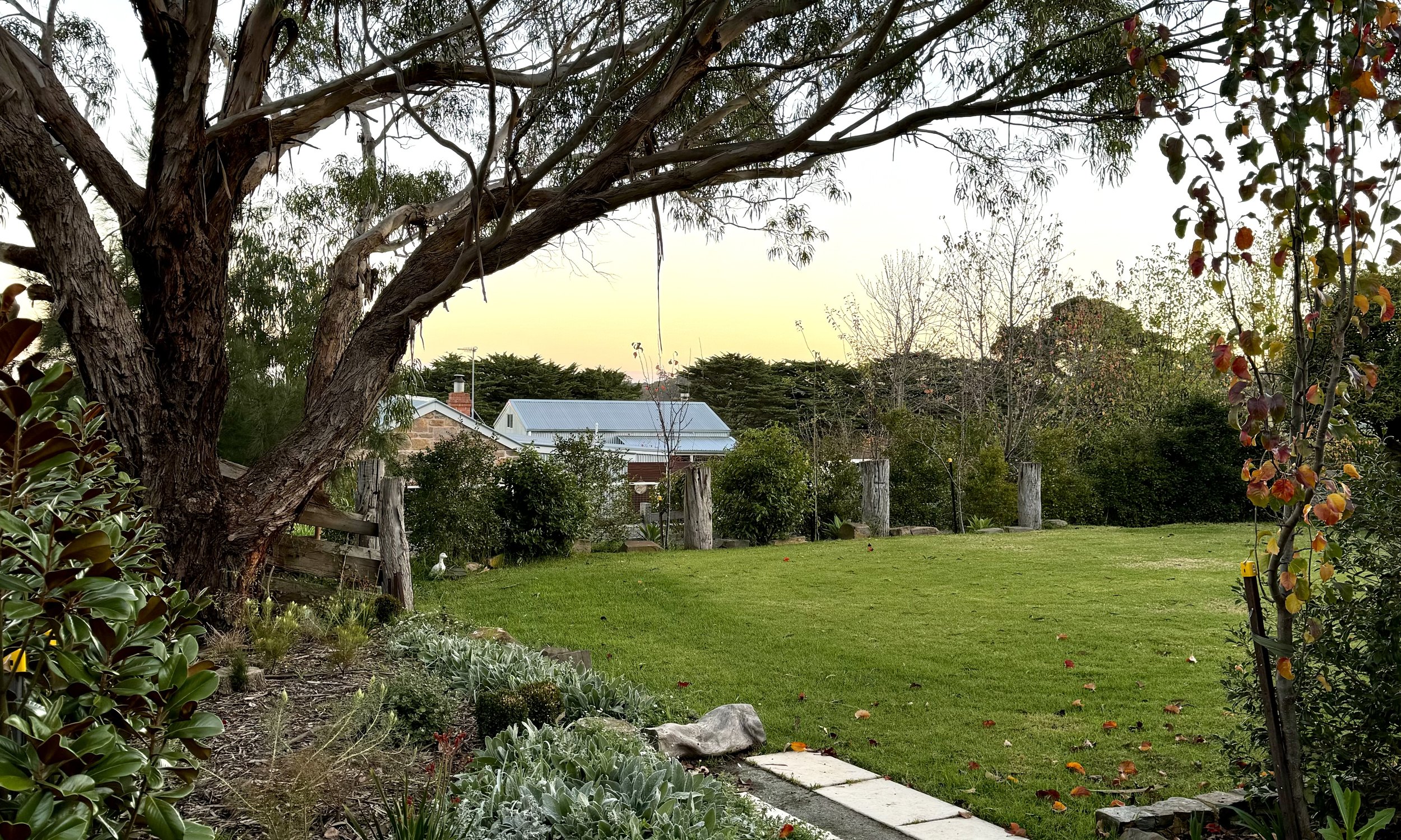 Sunset under the gum tree
