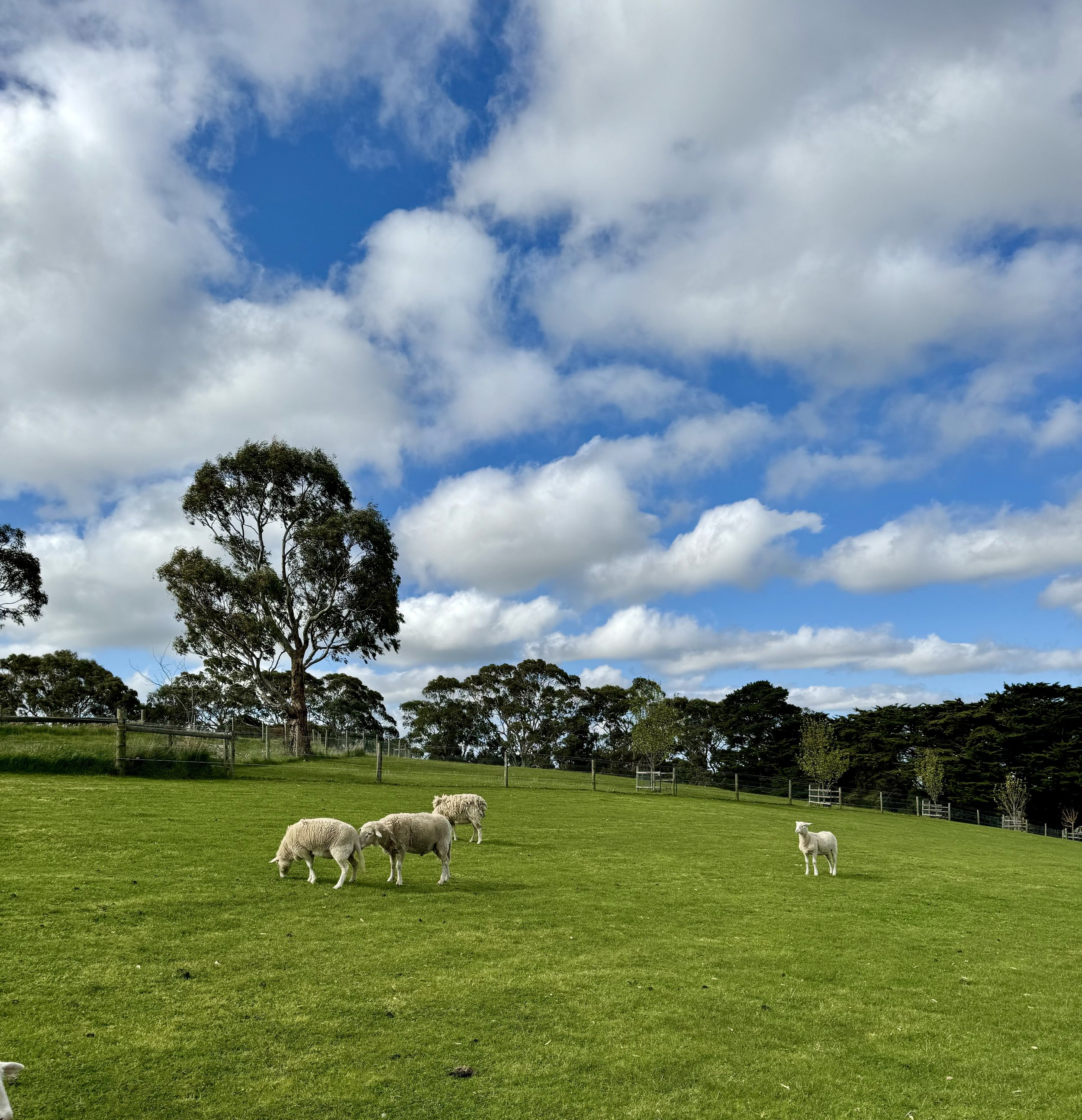 Green grass of Wistow
