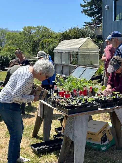 Looking over plants JL.JPG
