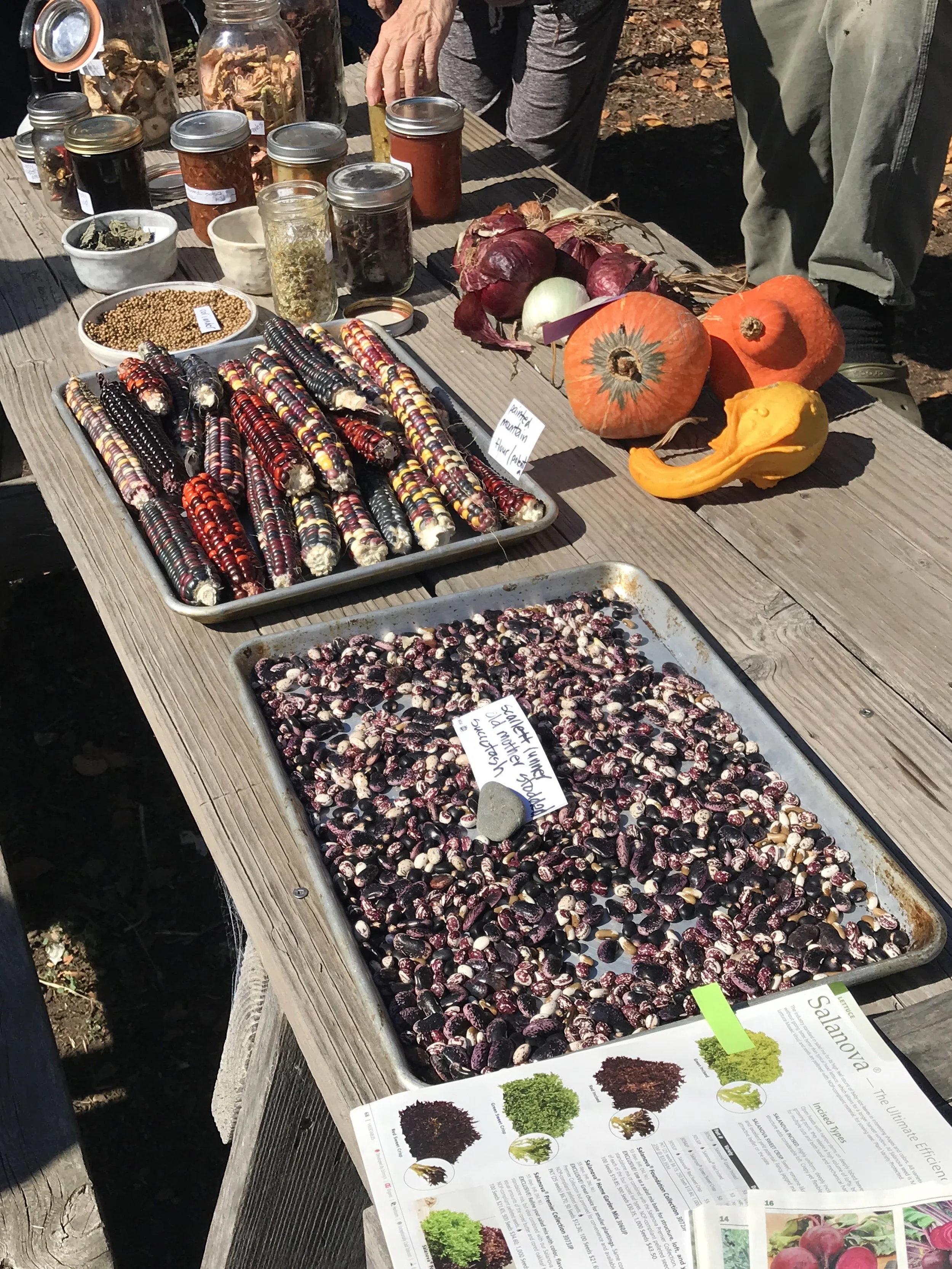 Beautiful seeds from Gordon & Lily's garden tour 