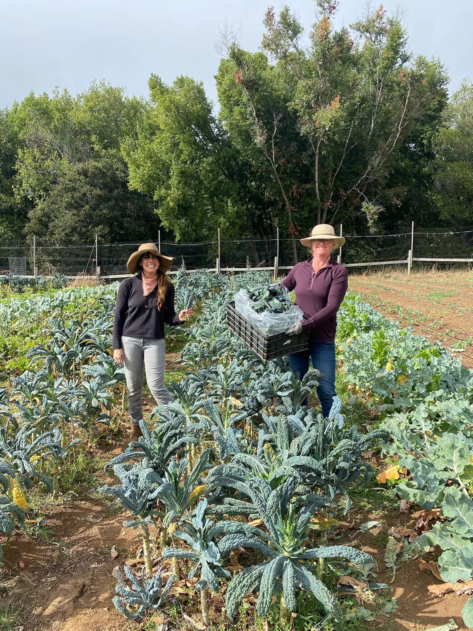 October 2022: Kale Gleaning at Little Wing Farm 