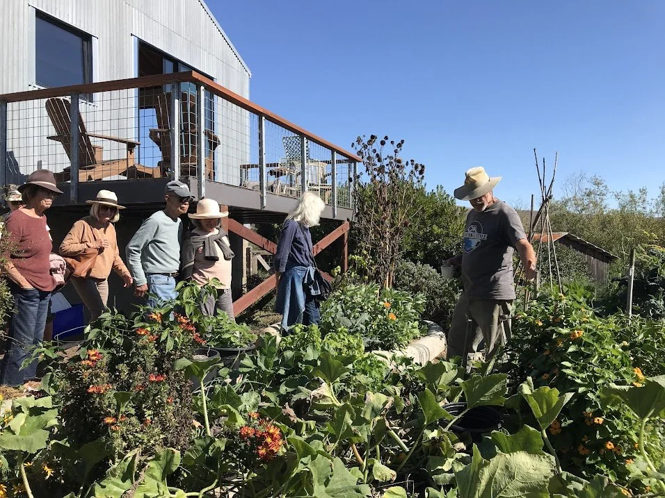 Gordon & Lily's garden 