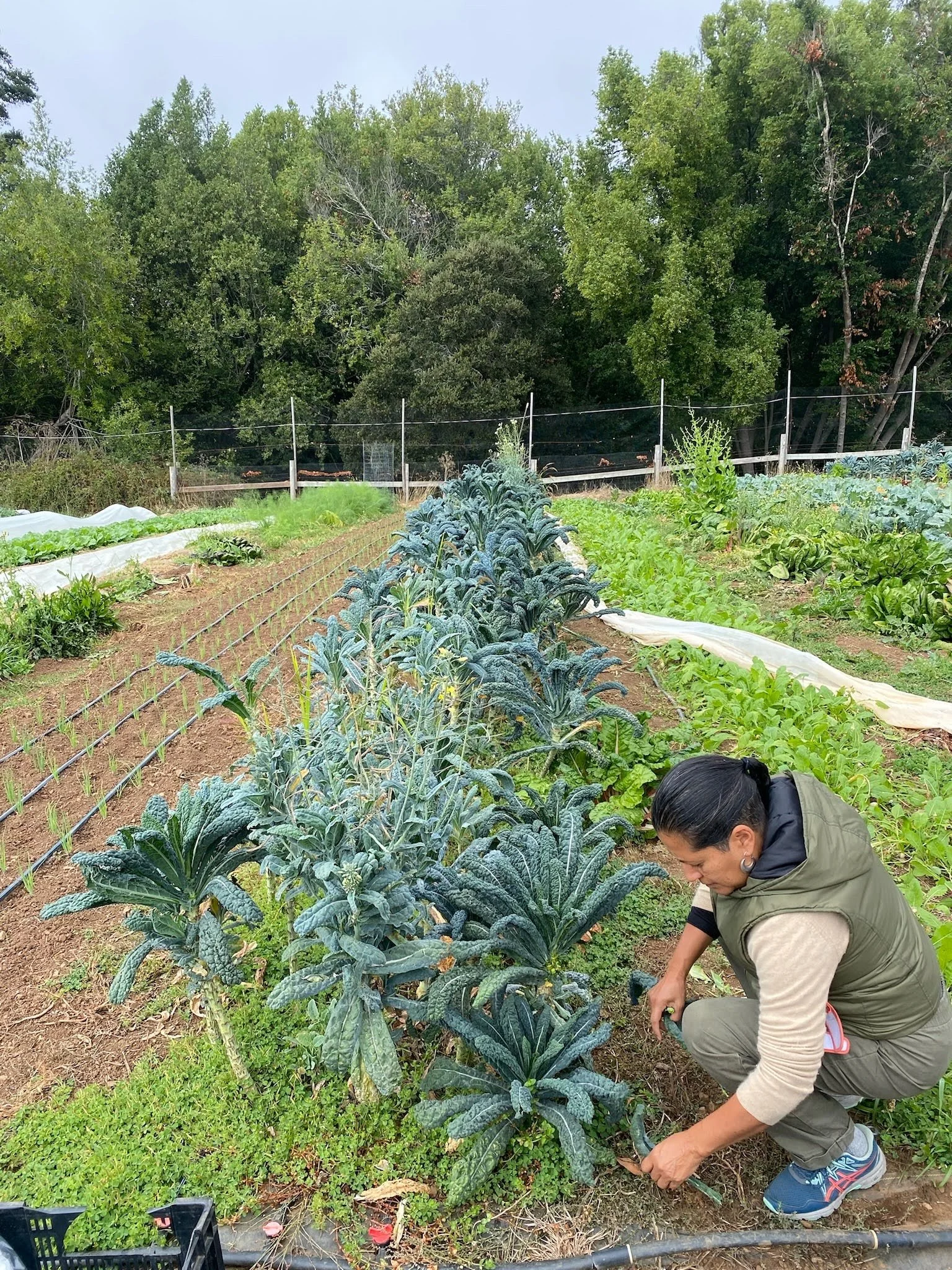 Gleaning kale