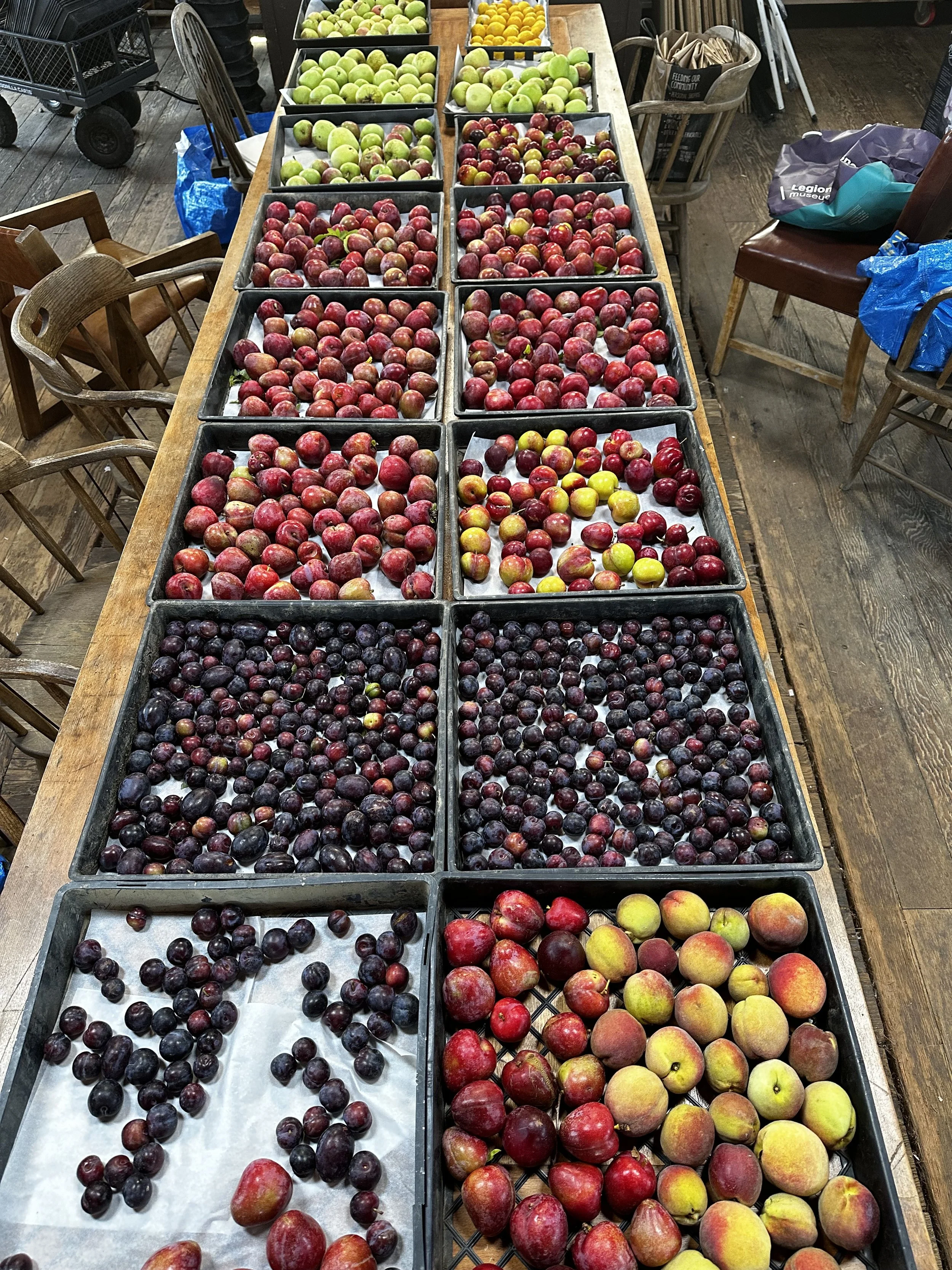 Gleaned Bounty from Commonweal.jpeg