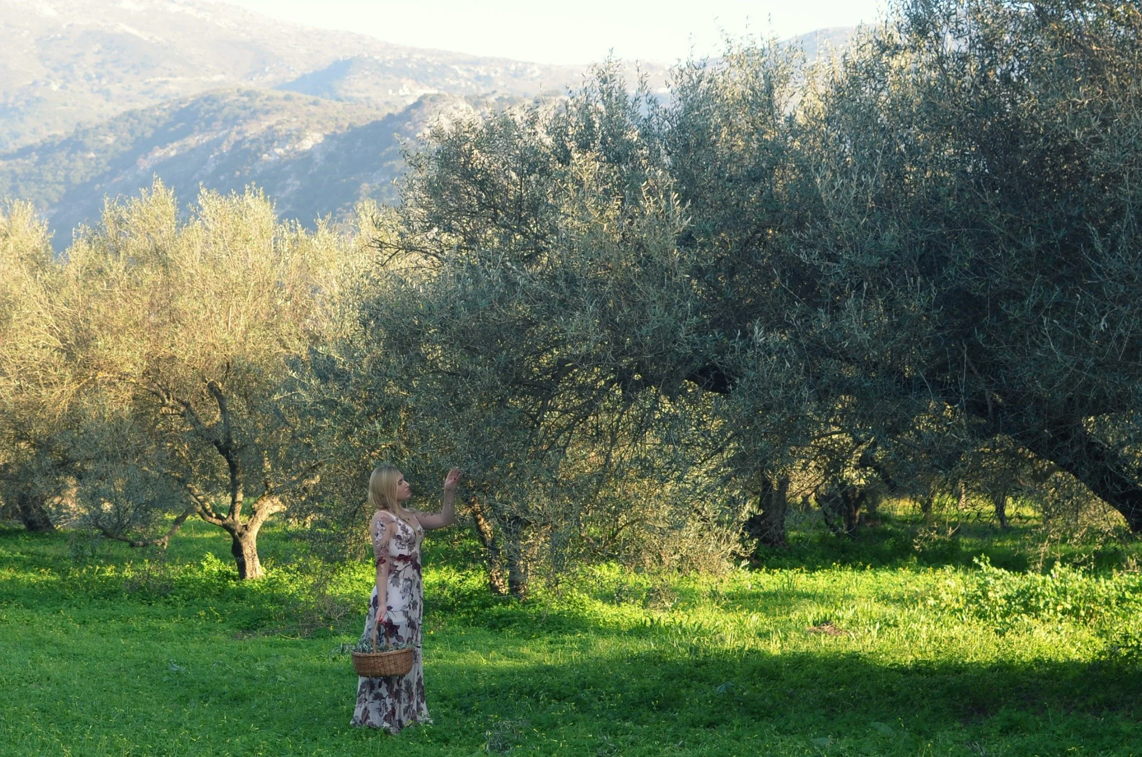 Dr. Michele Burklund  in a floral dress holding a basket stands in a lush green orchard with trees, reaching out to touch one of the trees. Mountains are visible in the background under a bright sky.
