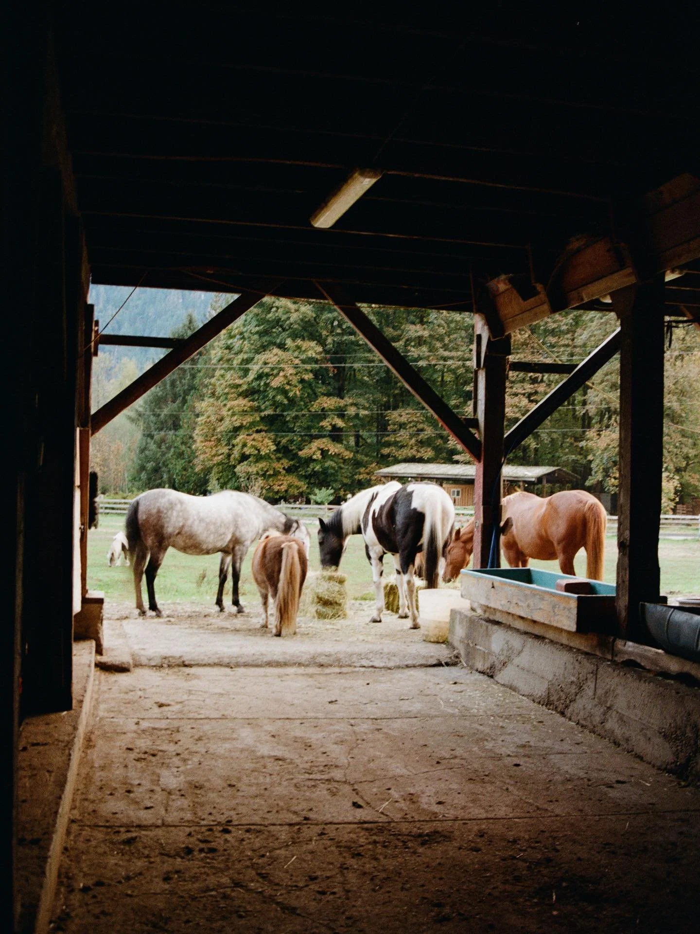 Feeding time with my new friends at @squamishriverranch