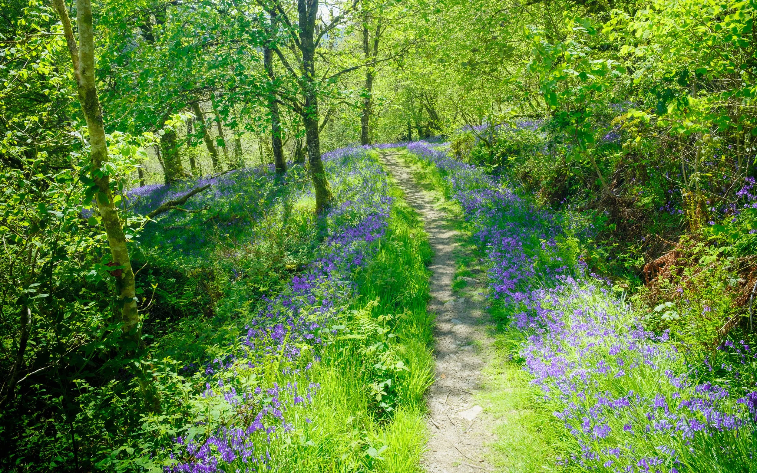 Glenbranter Bluebells-1.jpg