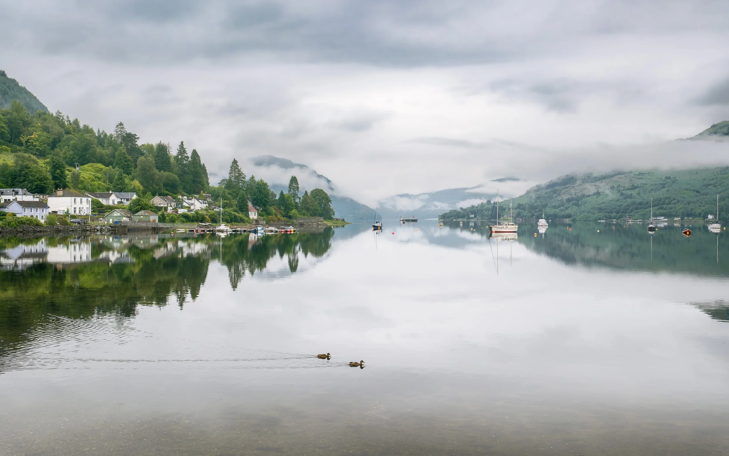 Lochgoilhead Ducks.jpg
