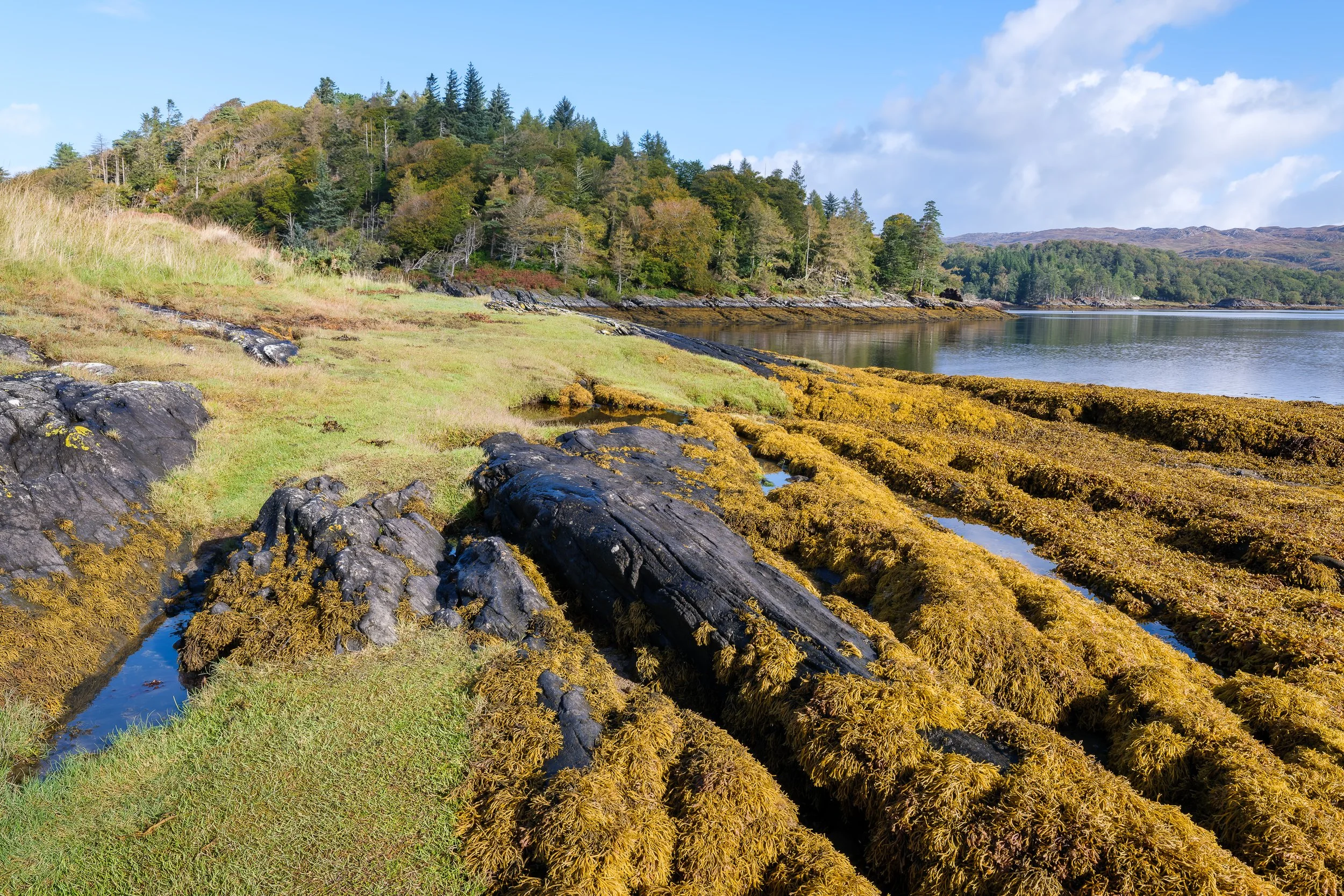 Castle Tioram Seaweed.jpg