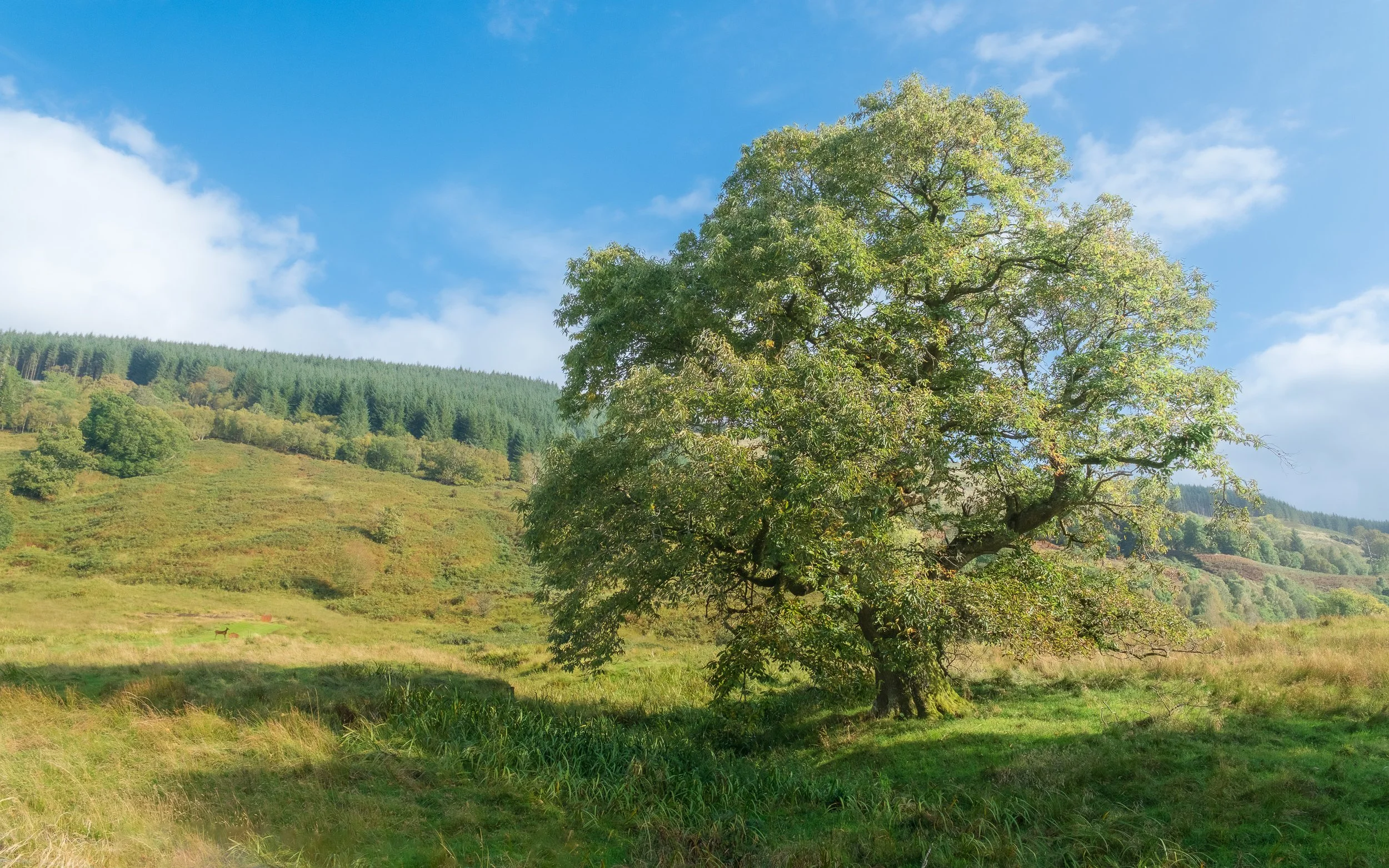 Glen Shira Chestnut Tree.jpg