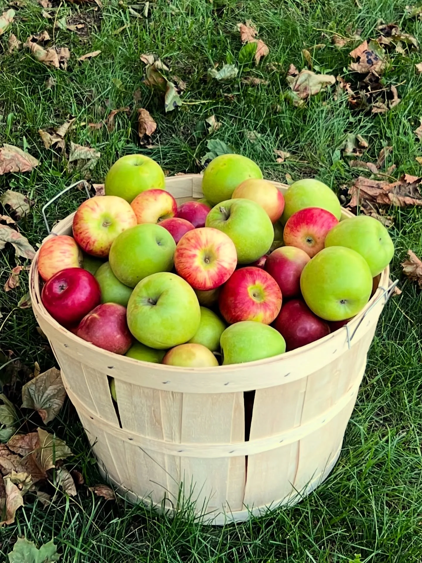 Apple butter season starts now! 🍎🍏 I picked up this 55 lb bushel of Ontario apples from @lakeviewgardens79 in Lefroy, who sourced these beauties from an orchard in Niagara. Three local varieties, the perfect blend for our signature spread &mdash; p