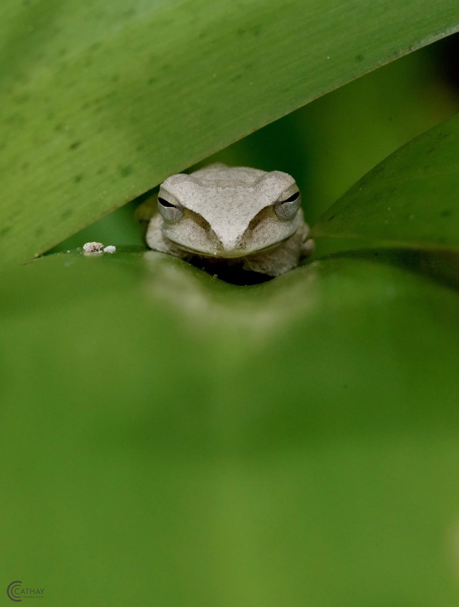 "Tree Frog" by Ewa Wilkinson