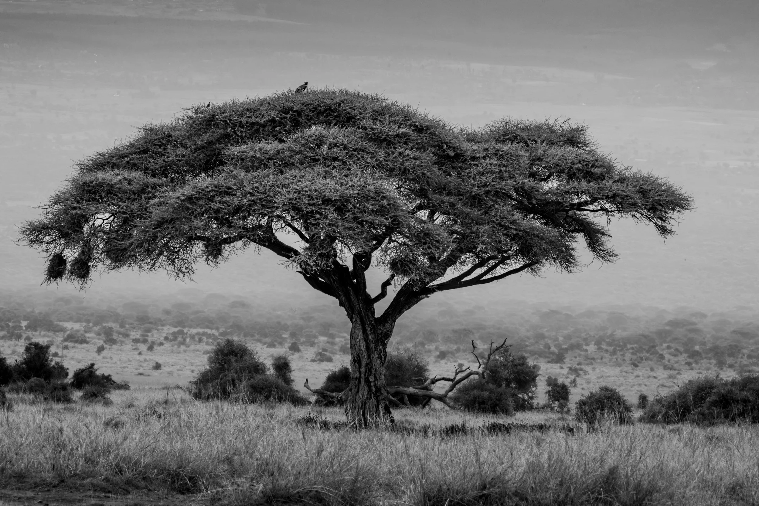 "Into the Mists" by Joe Maher