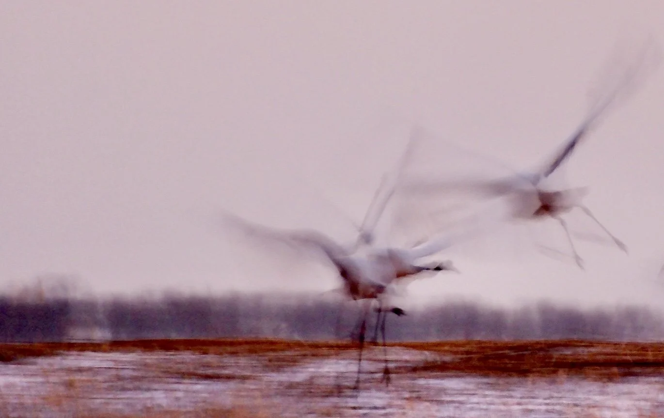 "Early Birds" by Mingi Pither