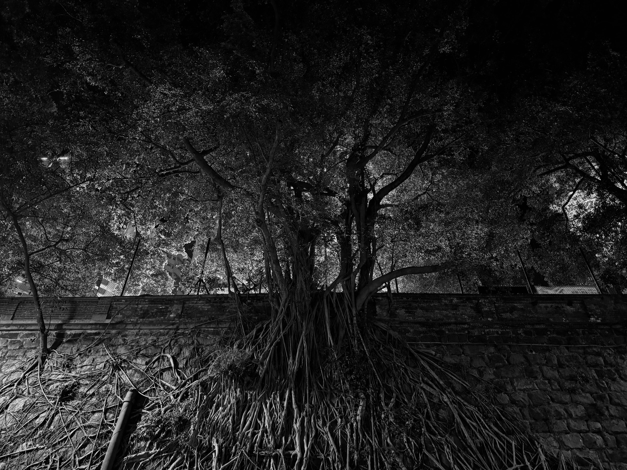 "KTown Canopy" by Yew Wei Chai