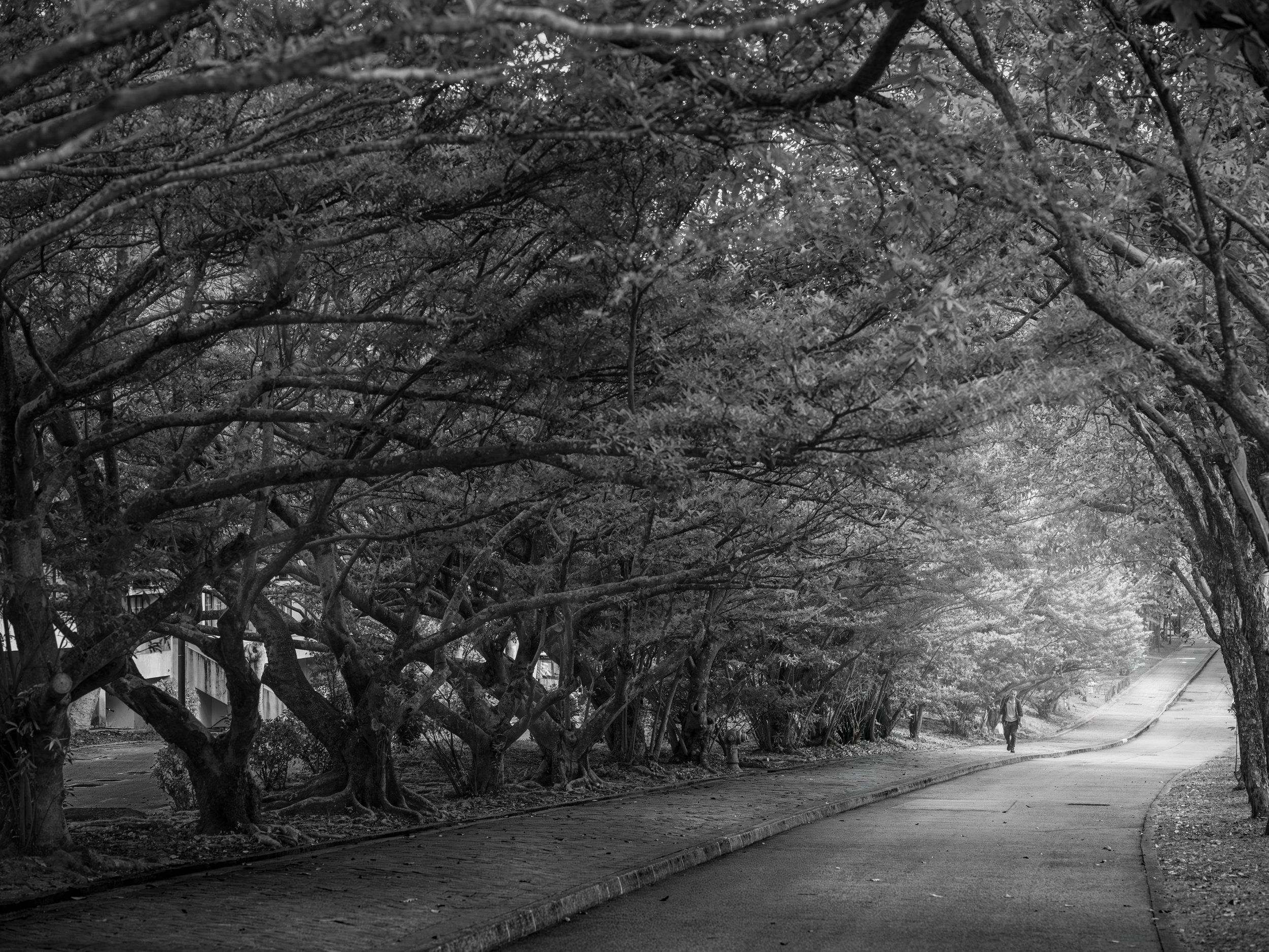 "The Road Not Taken" by Navin Khianey