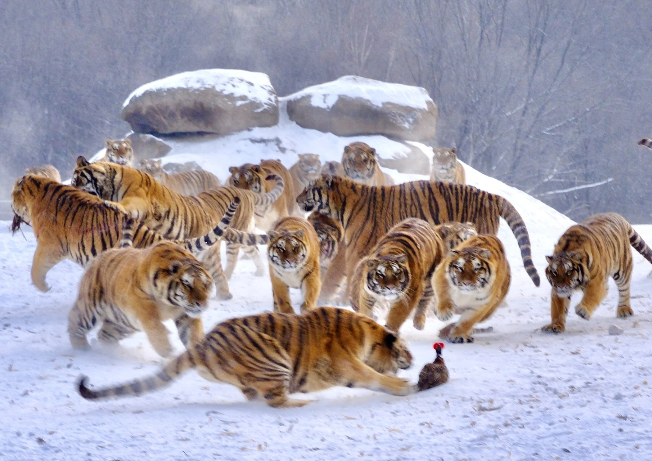 "Hunting" by Mingi Pither