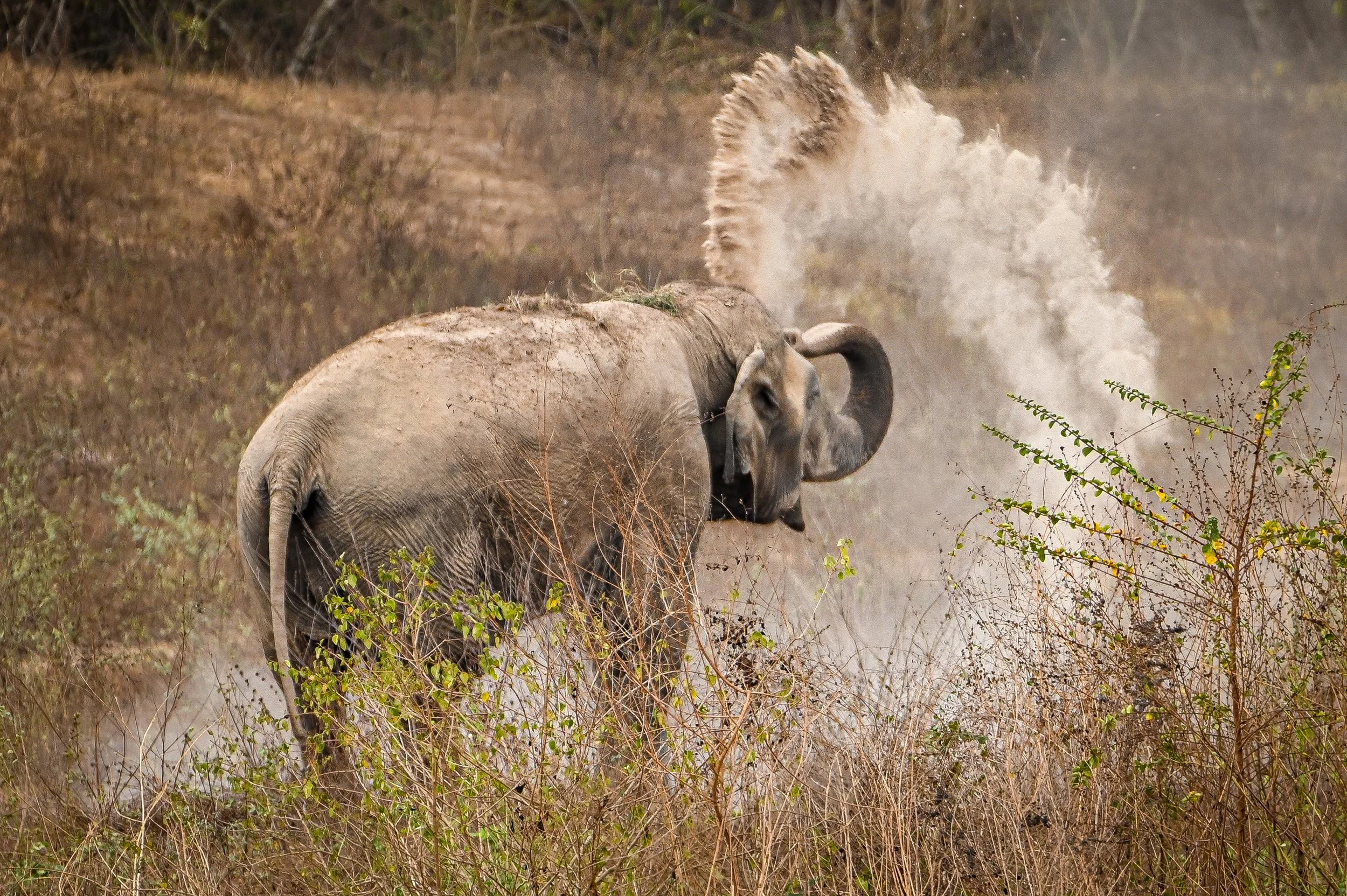 "Sand Bath" by Col Sim