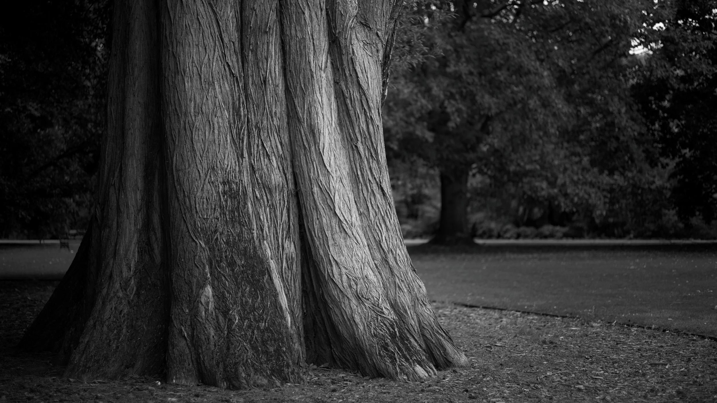 "Strength of a Tree" by Mike Epstein