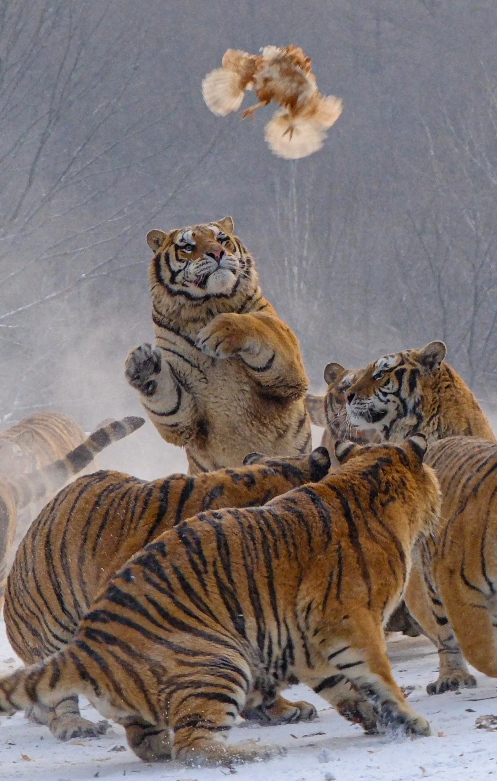 "Dinner Has Arrived" by Mingi Pither