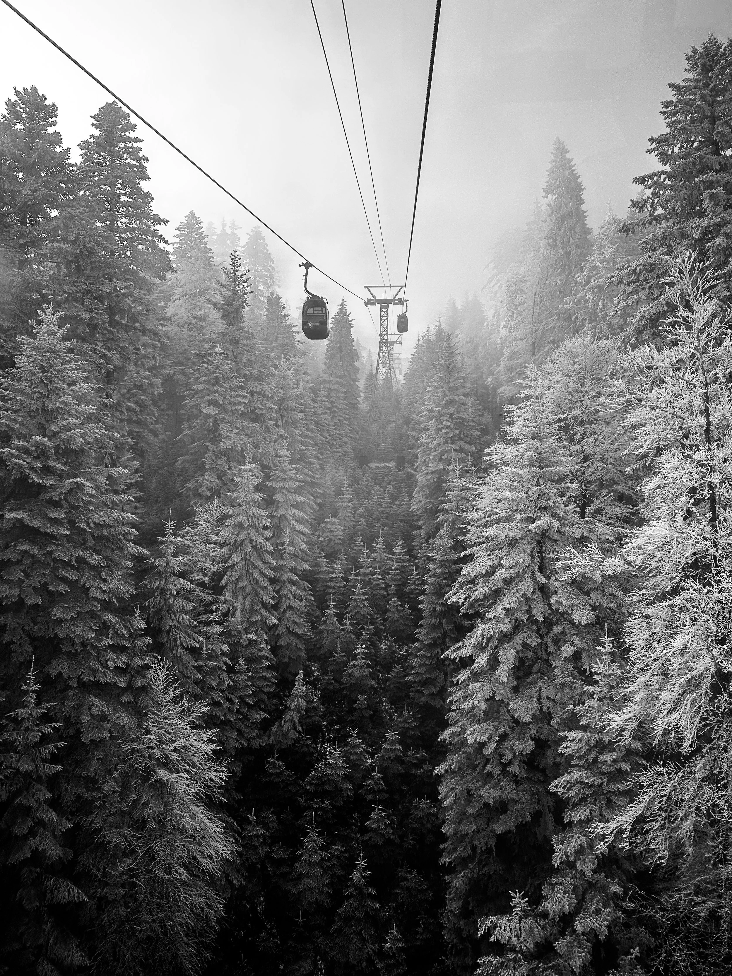 "Pine trees on Mt. Pilatus" by Mary Dimitropoulou