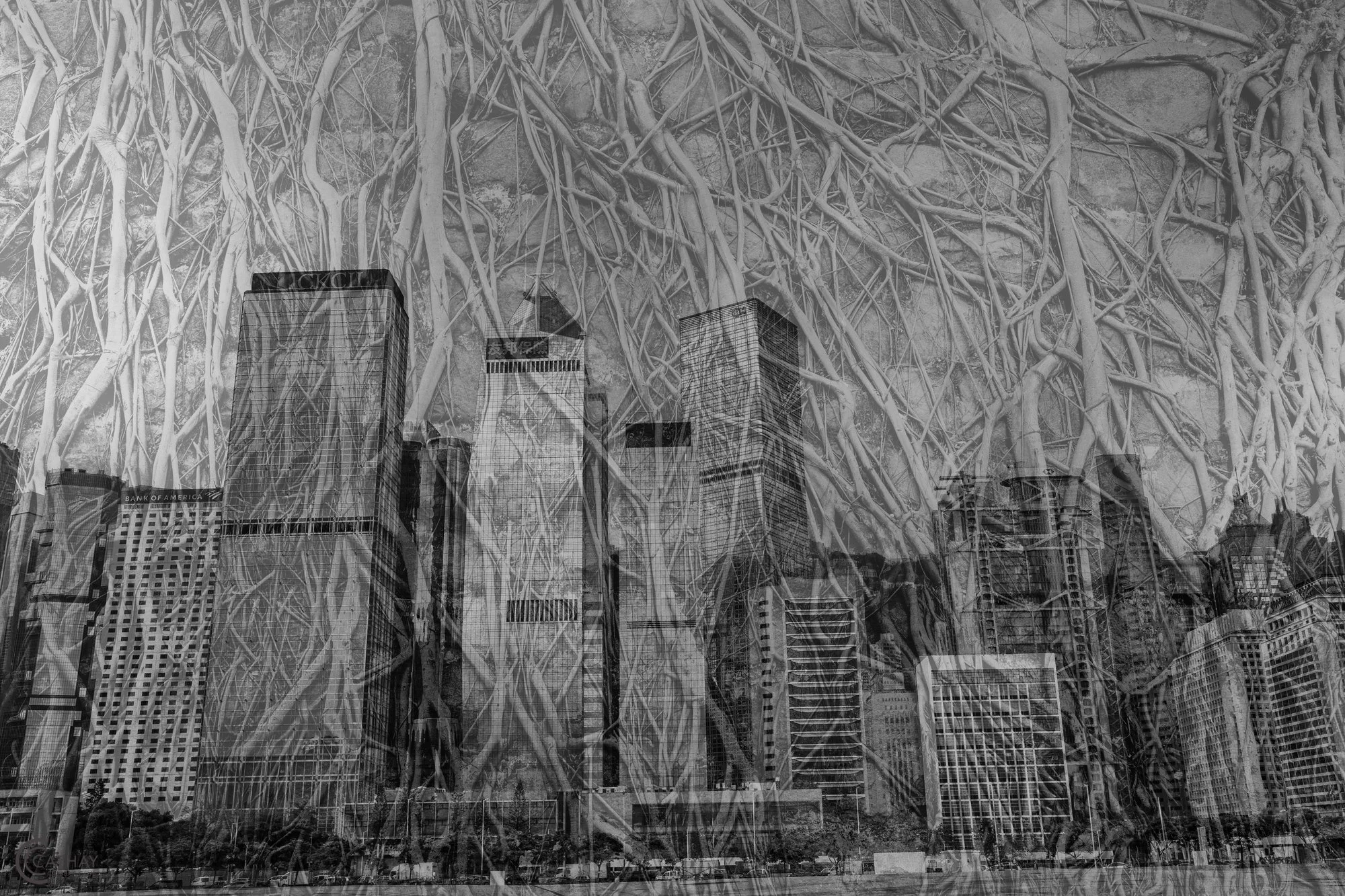 "Hong Kong Roots" by Sandra Ormiston