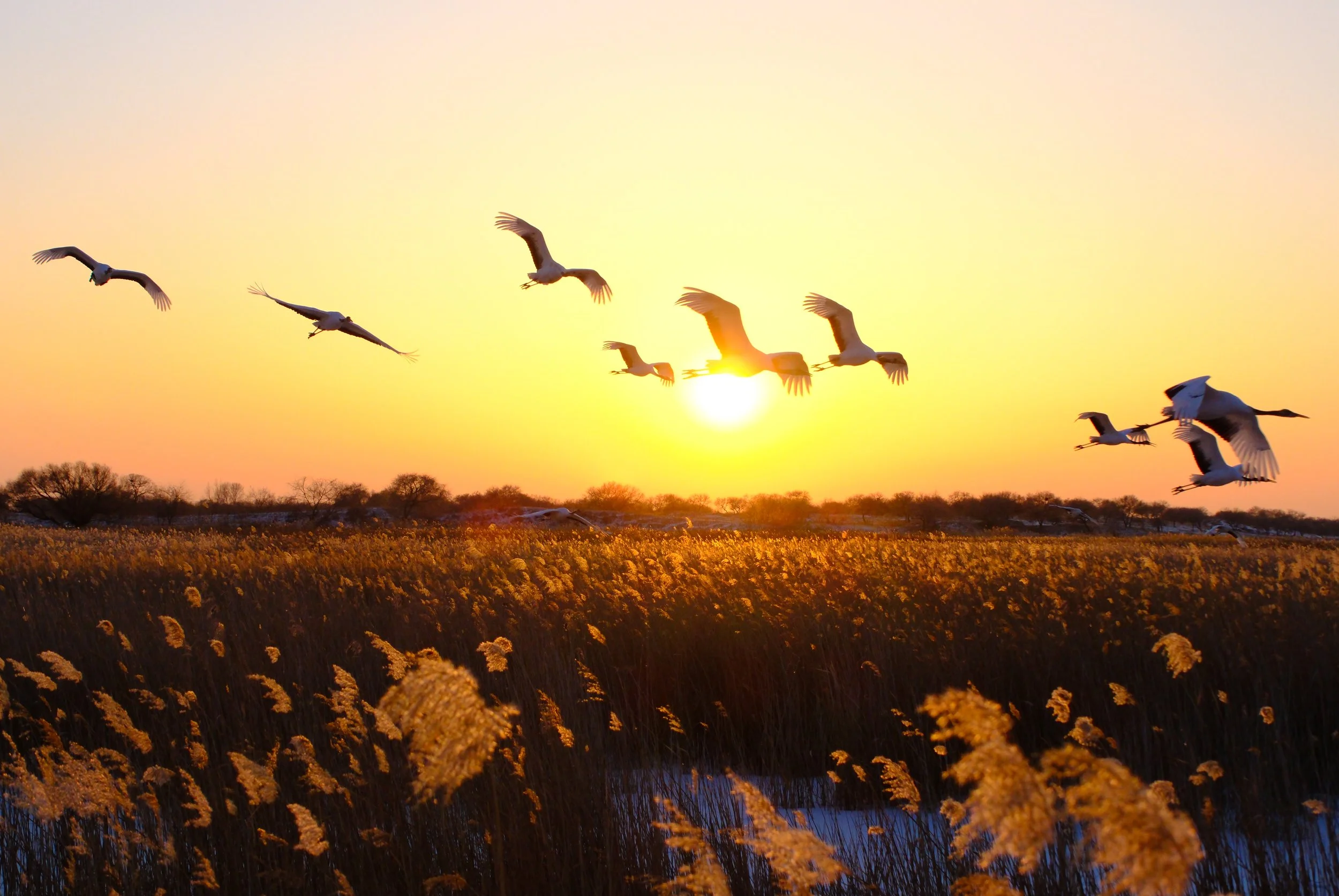 "Going Home" by Mingi Pither