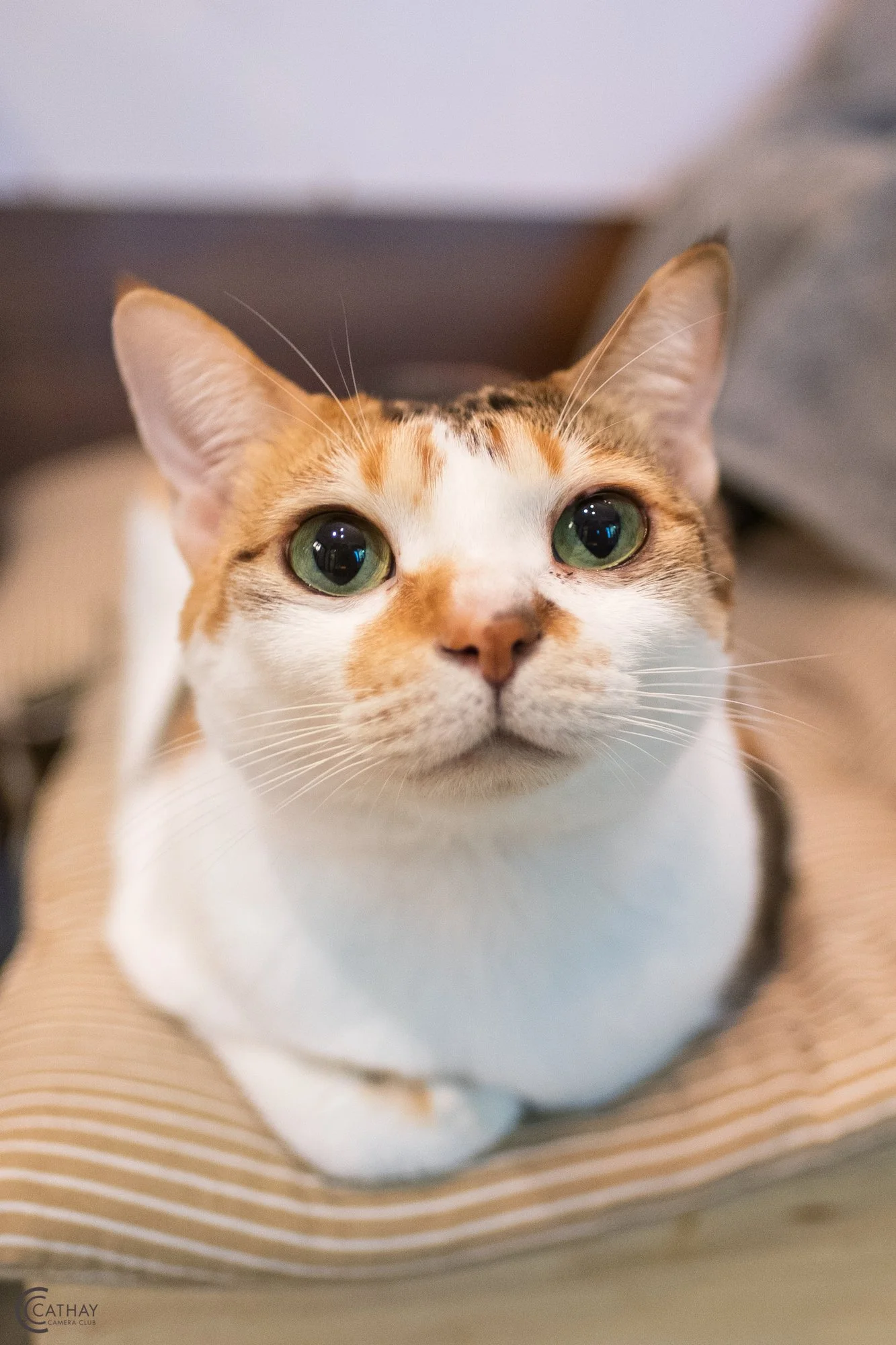 "Curious Cat" by Sun Leung