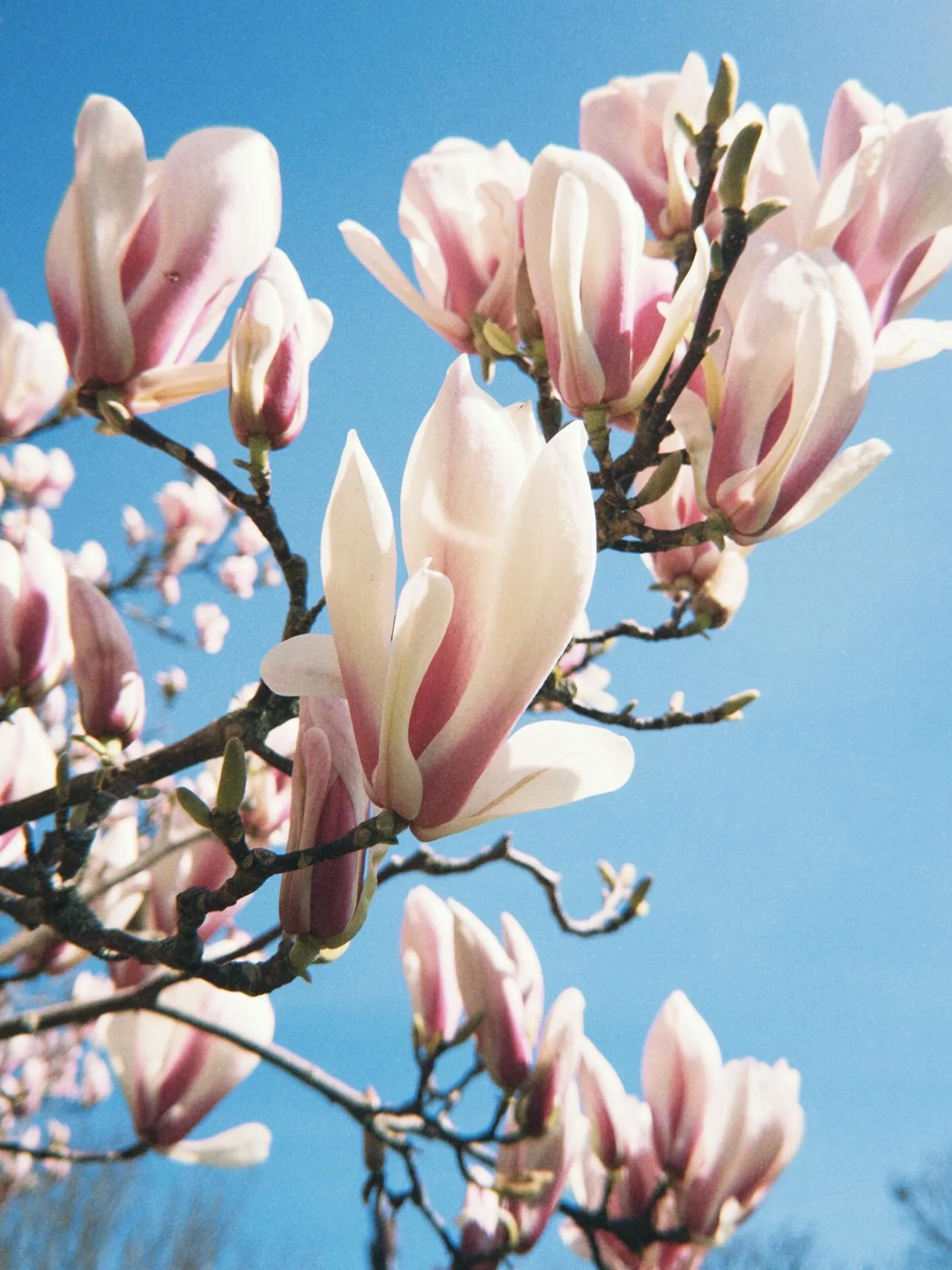 Every year I forget how much I need spring until it&rsquo;s here 🌺

After months of grey Washington skies everything suddenly feels alive again. The light, the air, the colors. And honestly I feel it too. I want to go outside, shoot, create, move ag