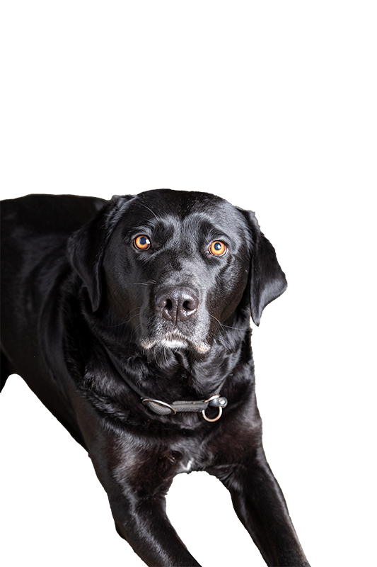 Zwarte hond met goudkleurige ogen ligt op de grond en kijkt recht in de camera.